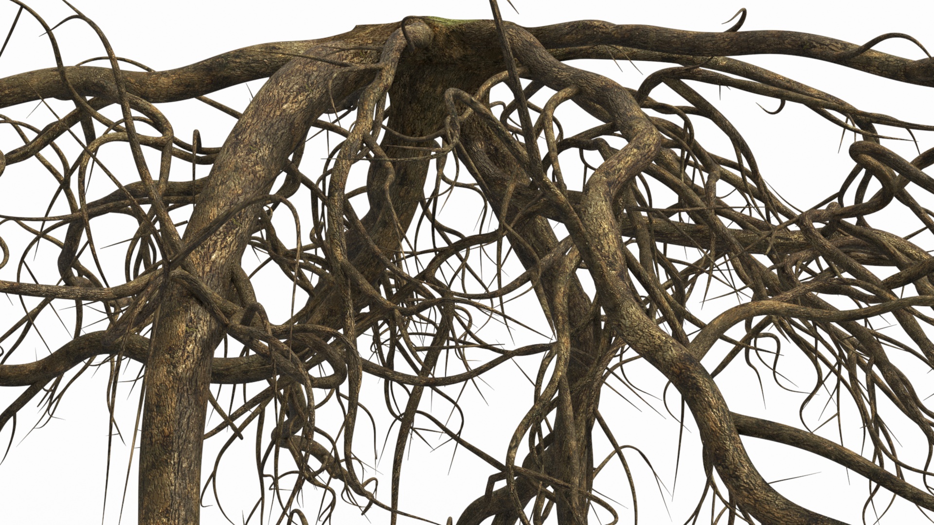 Roots of Oak 3D