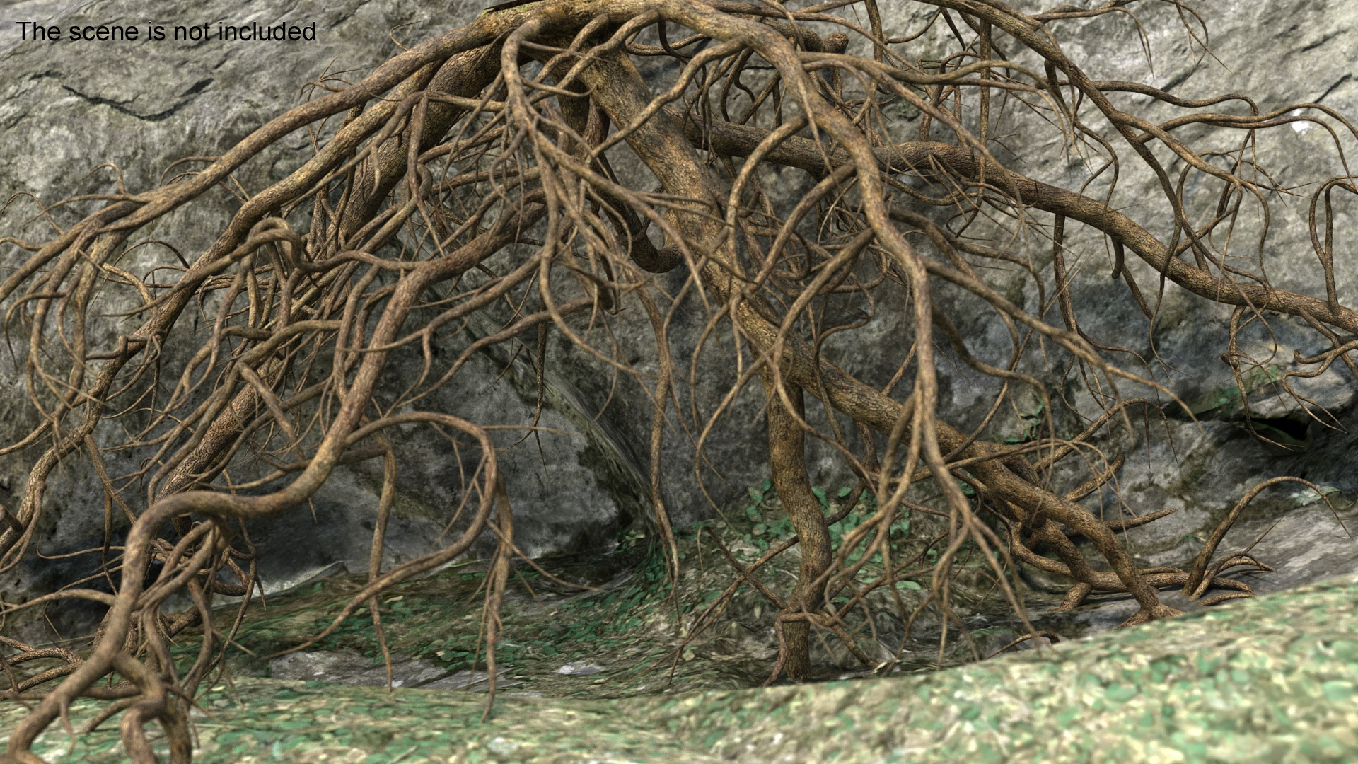 Roots of Oak 3D