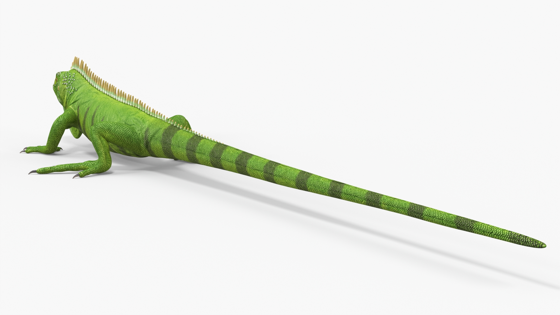 3D Iguana Reptile Creature model