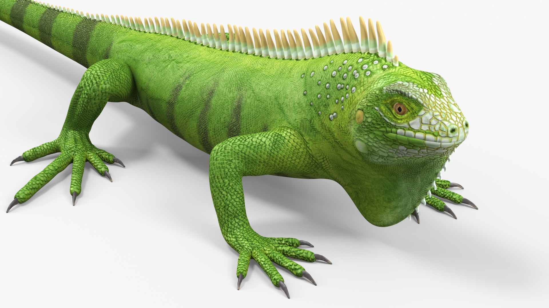 3D Iguana Reptile Creature model