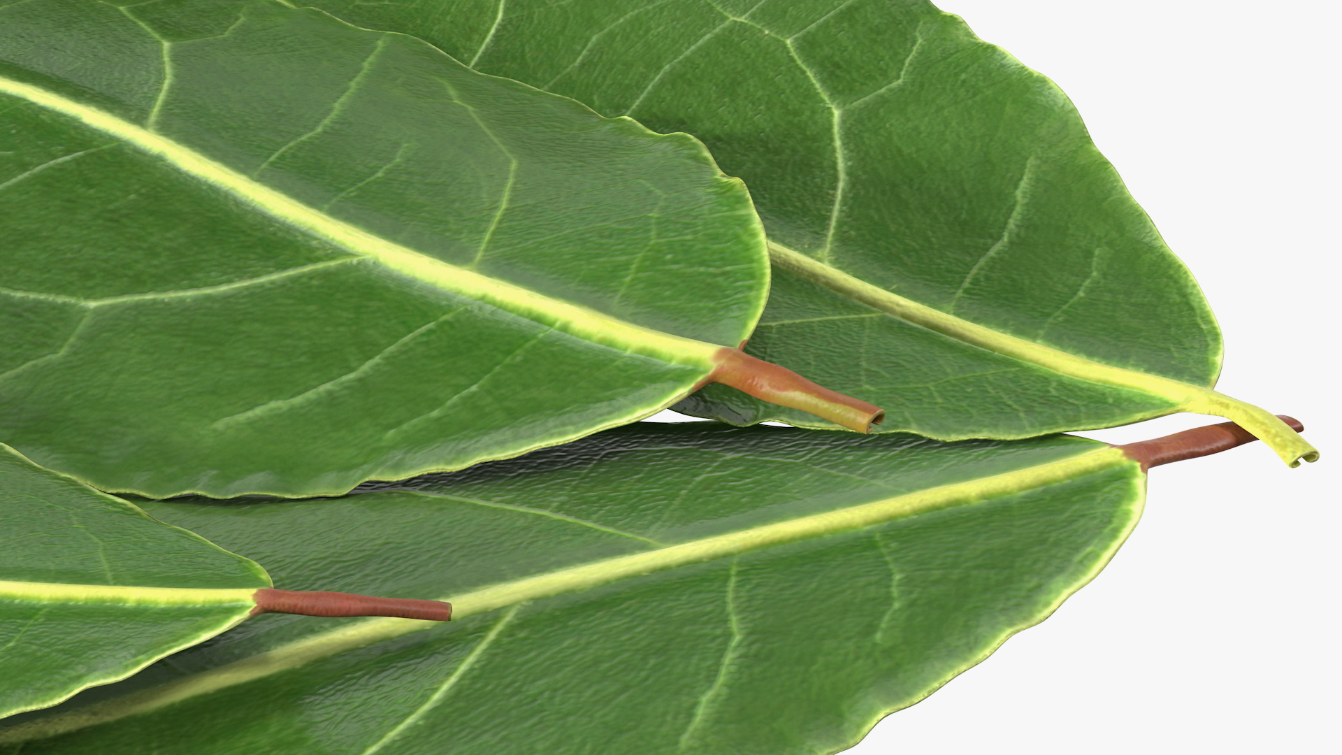 3D Laurel Leaves model