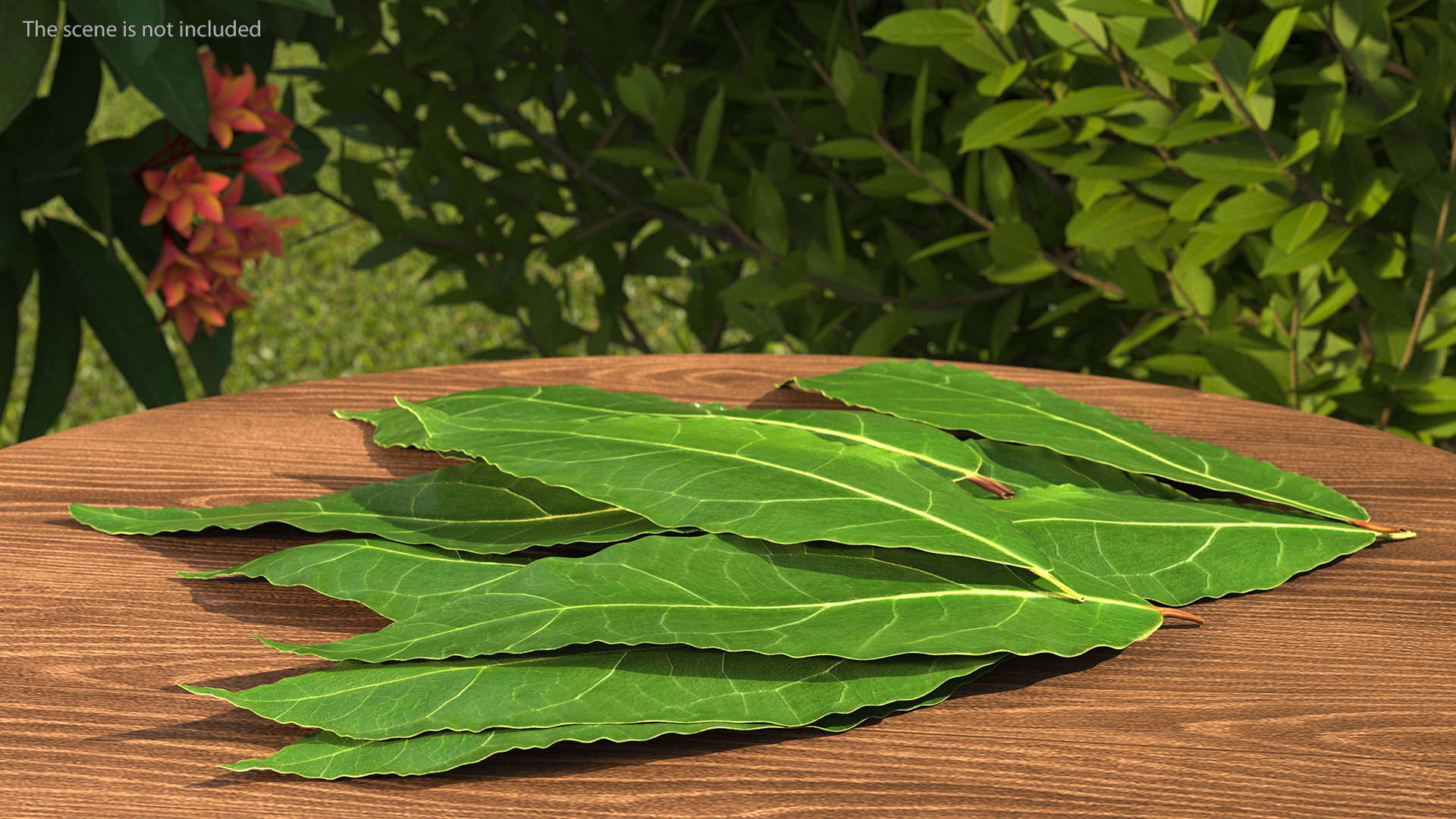 3D Laurel Leaves model