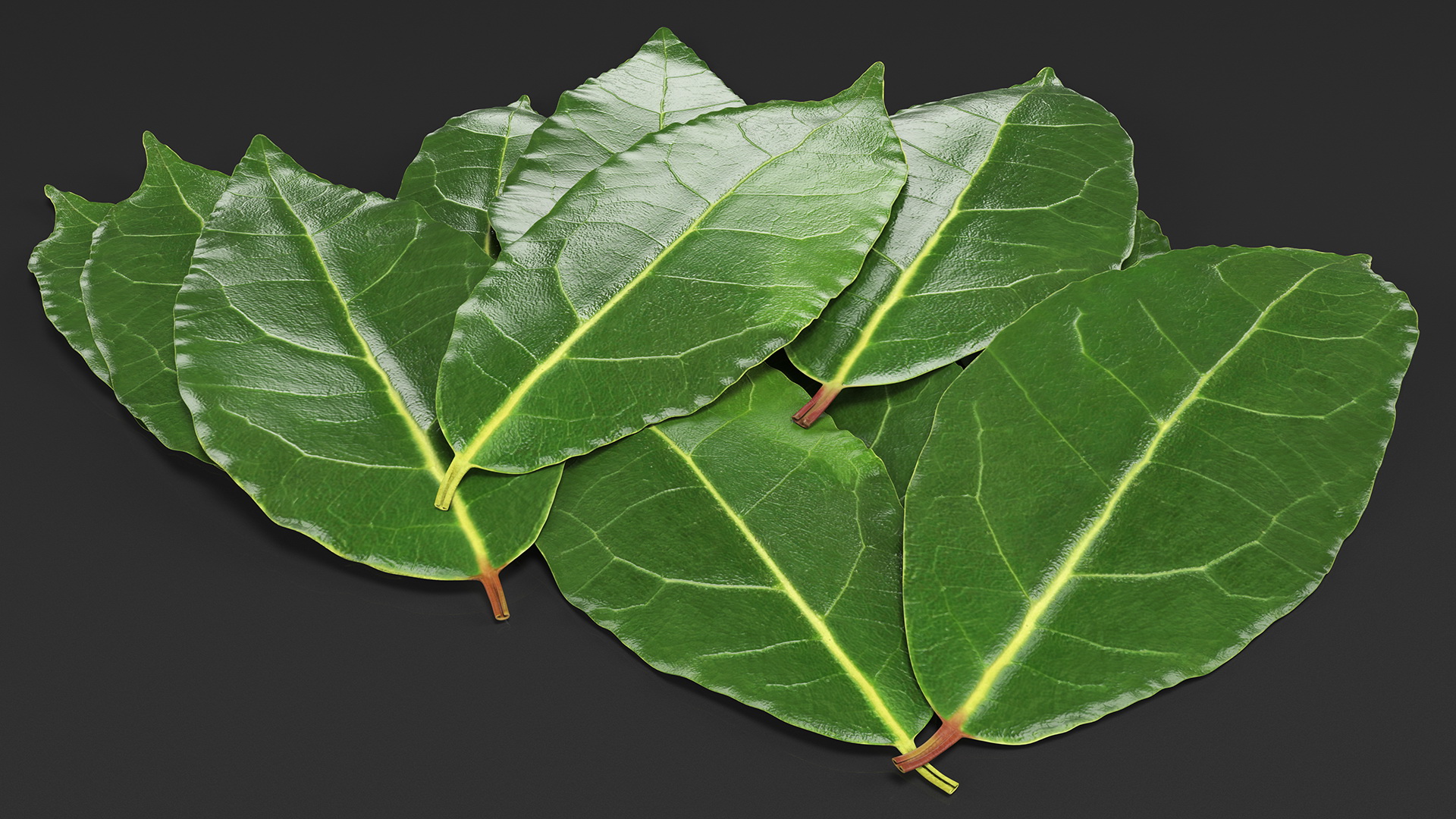 3D Laurel Leaves model