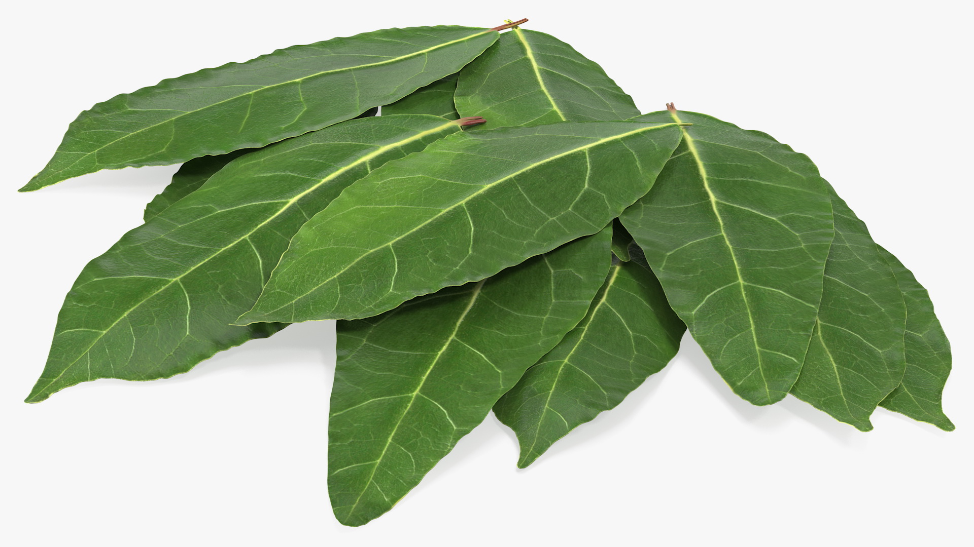 3D Laurel Leaves model