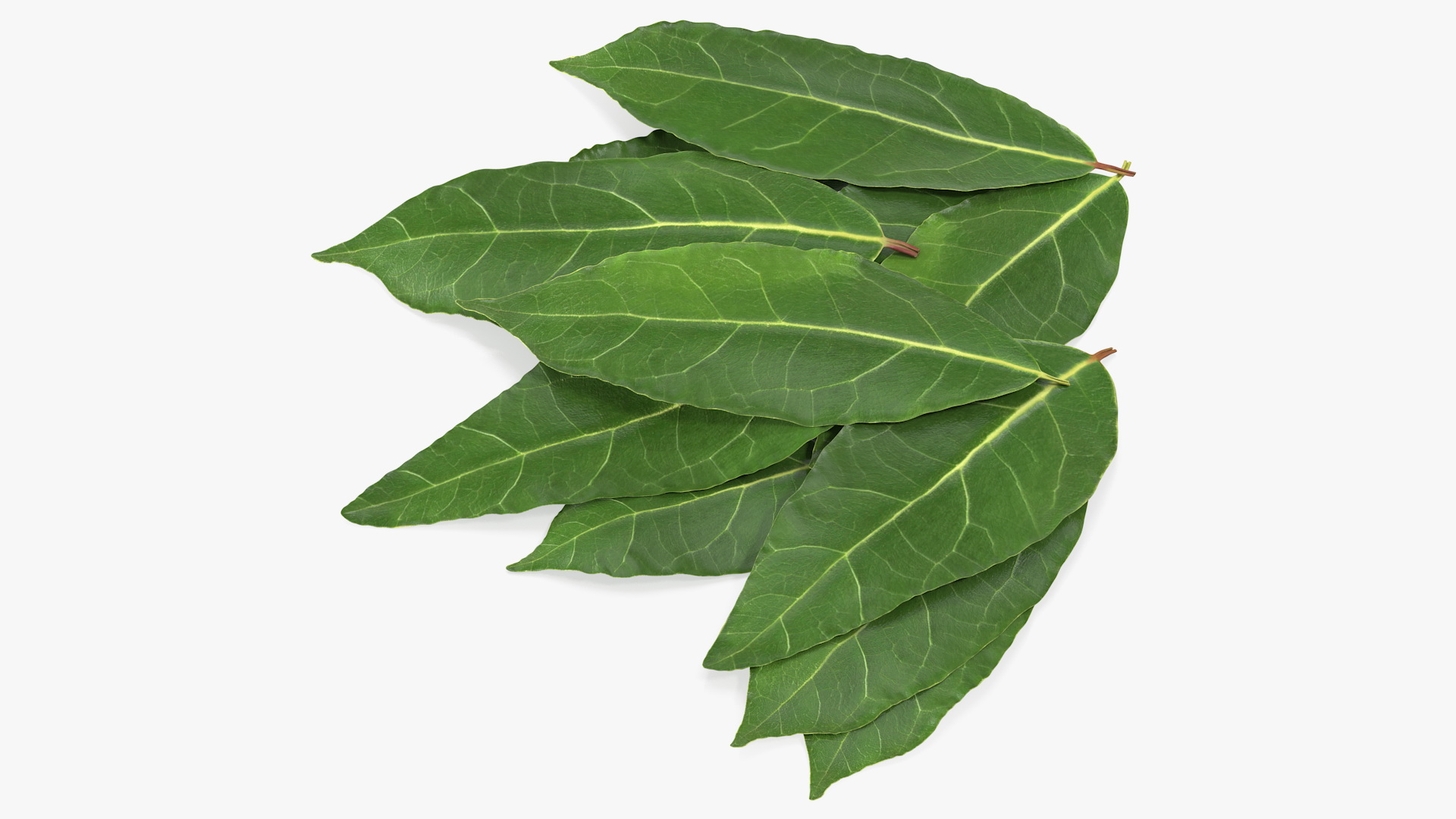 3D Laurel Leaves model