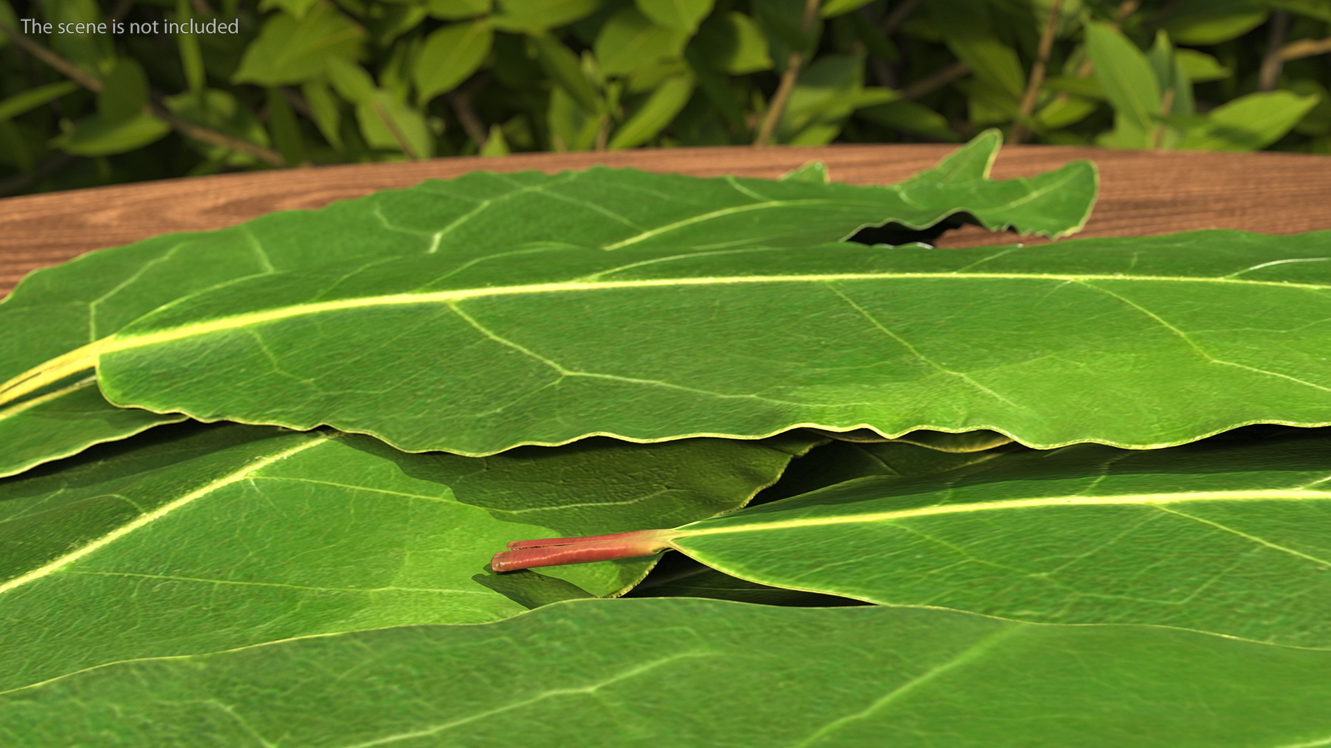 3D Laurel Leaves model