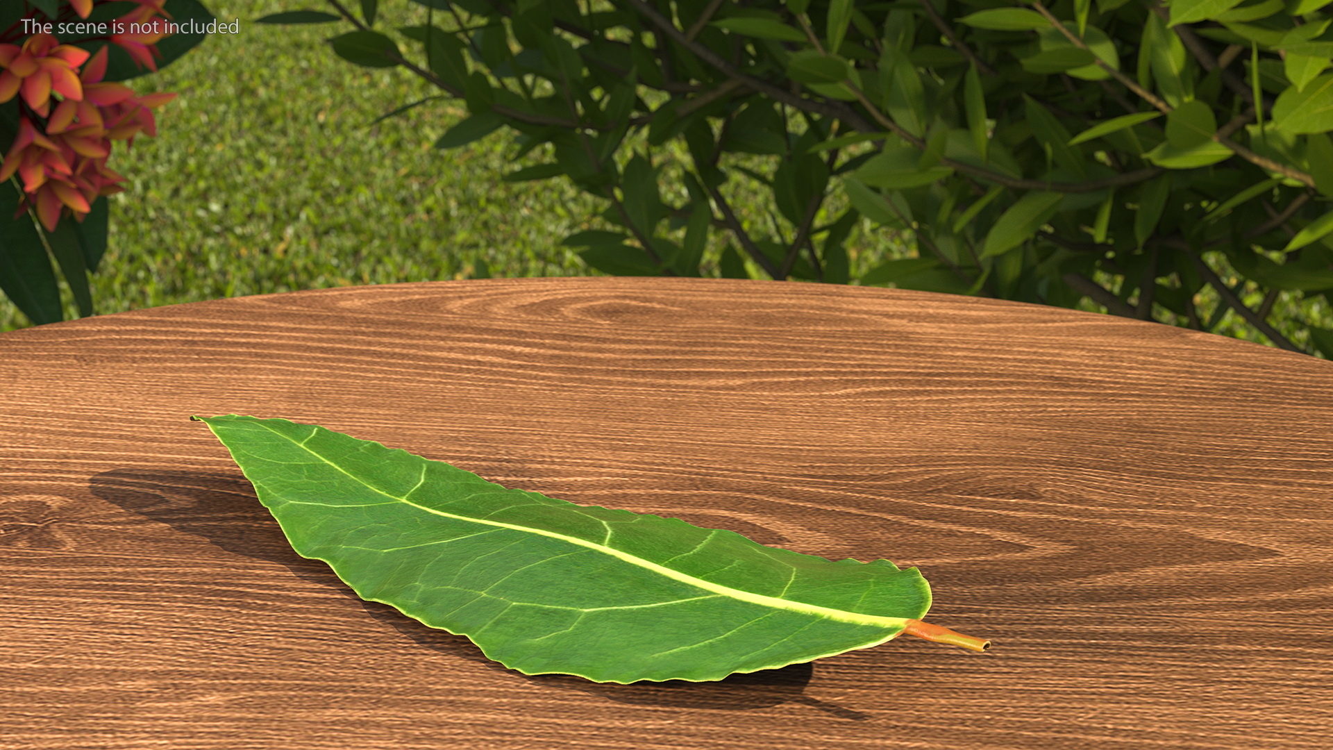 3D Laurel Leaves model