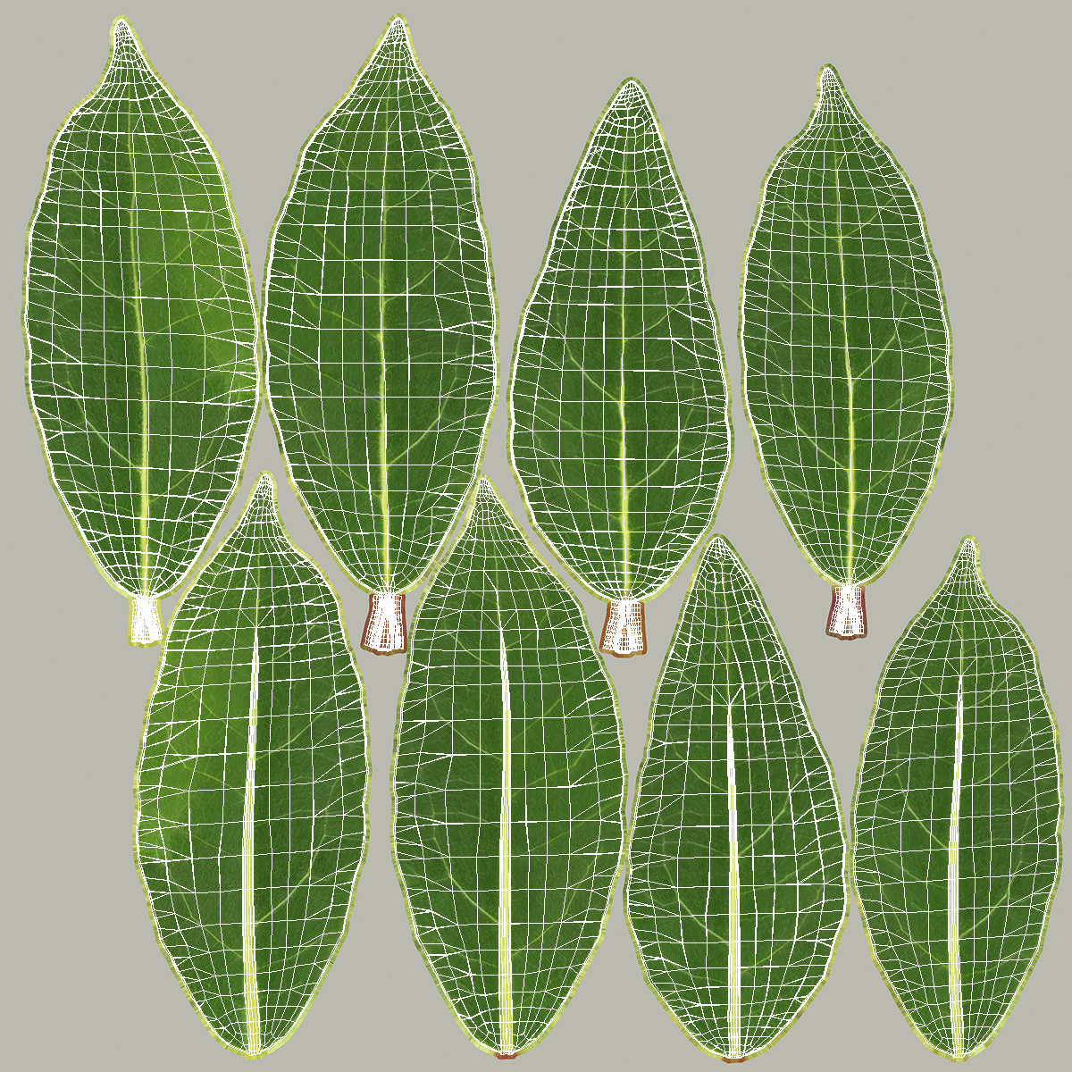 3D Laurel Leaves model