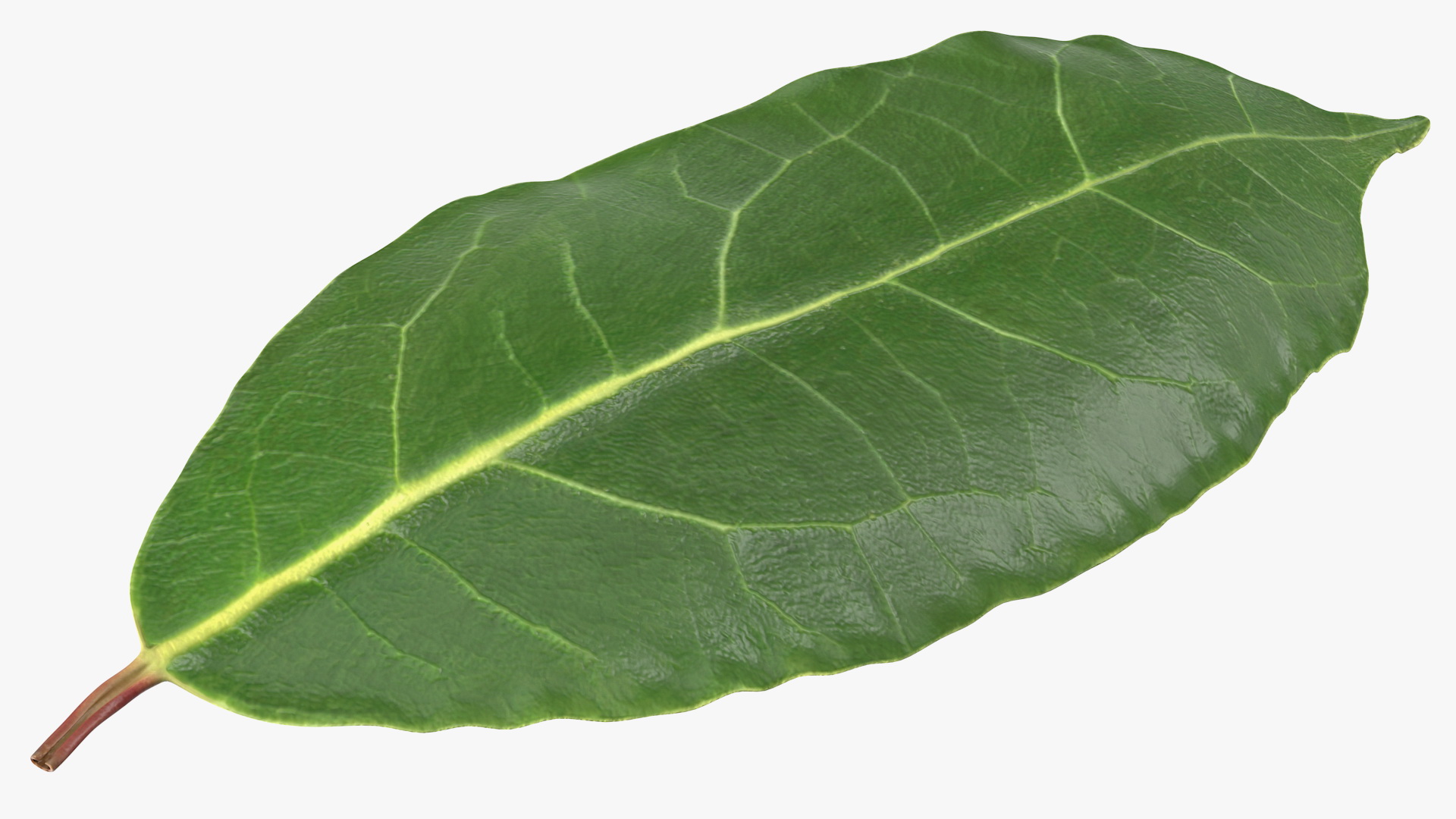 3D Laurel Leaves model