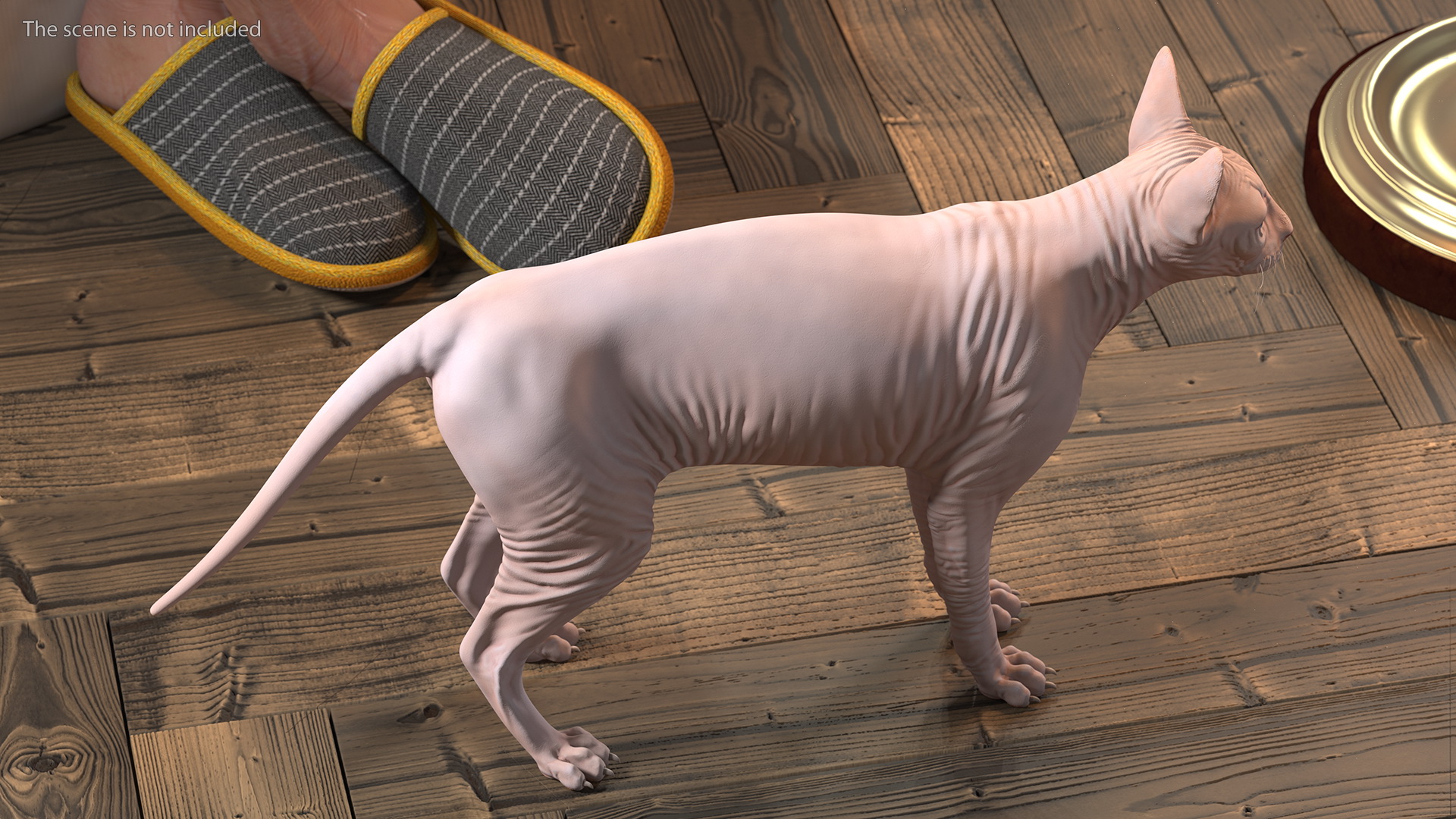 Cream White Sphynx Cat 3D