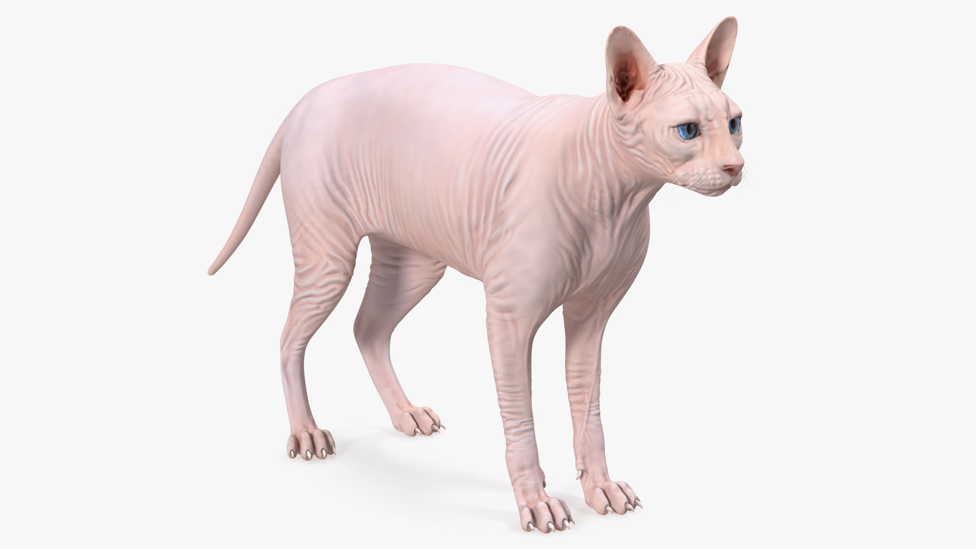 Cream White Sphynx Cat 3D