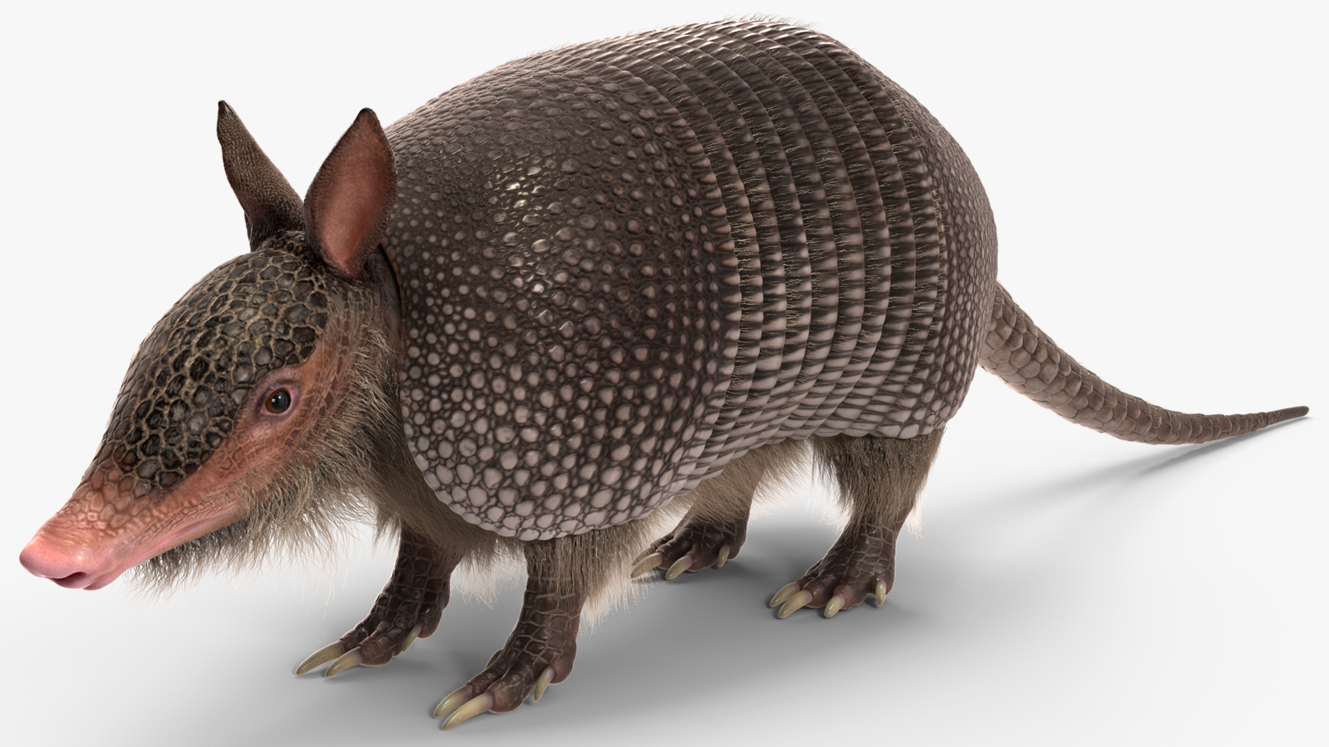 3D Armadillo Black Fur Rigged