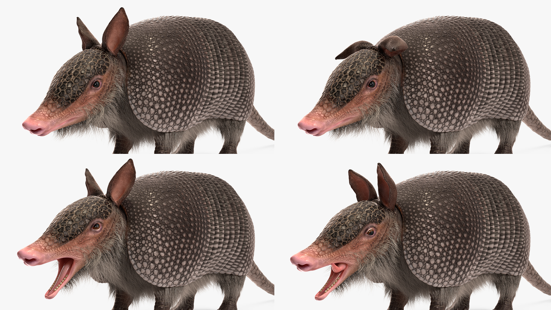 3D Armadillo Black Fur Rigged