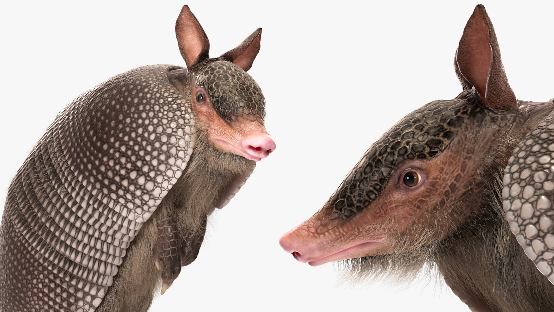 3D Armadillo Black Fur Rigged