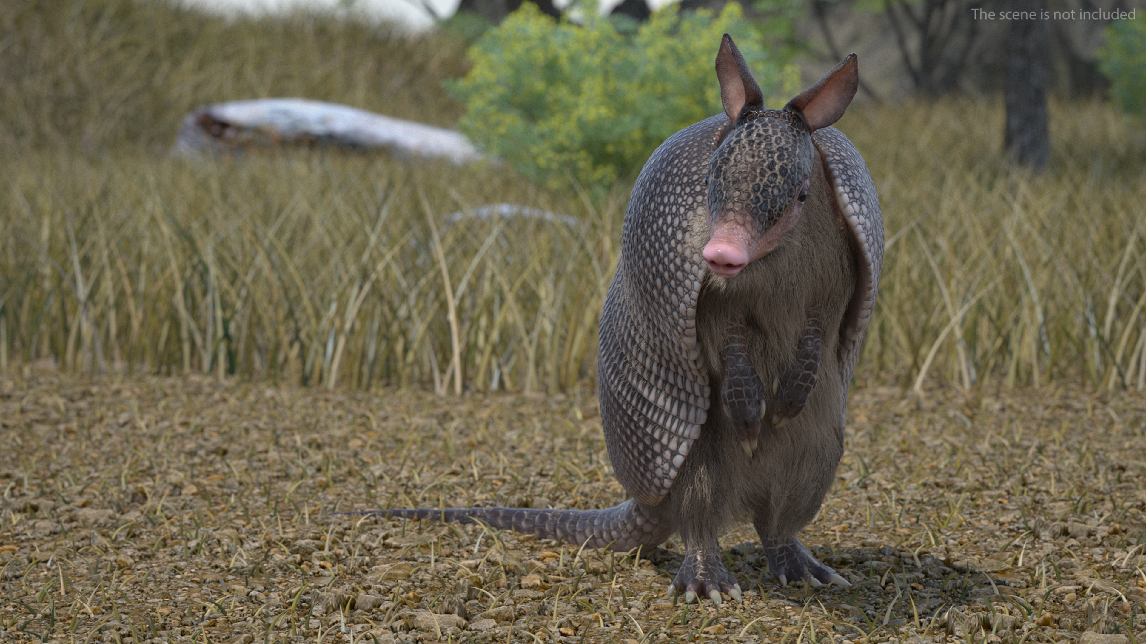 3D Armadillo Black Fur Rigged