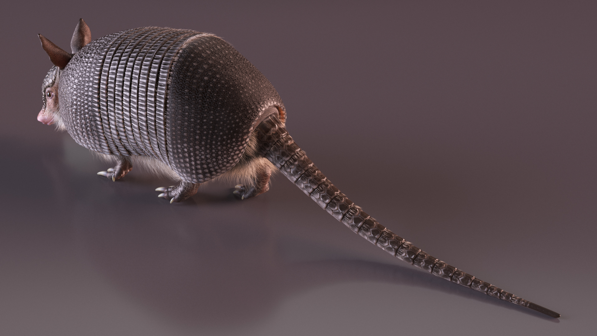 3D Armadillo Black Fur Rigged