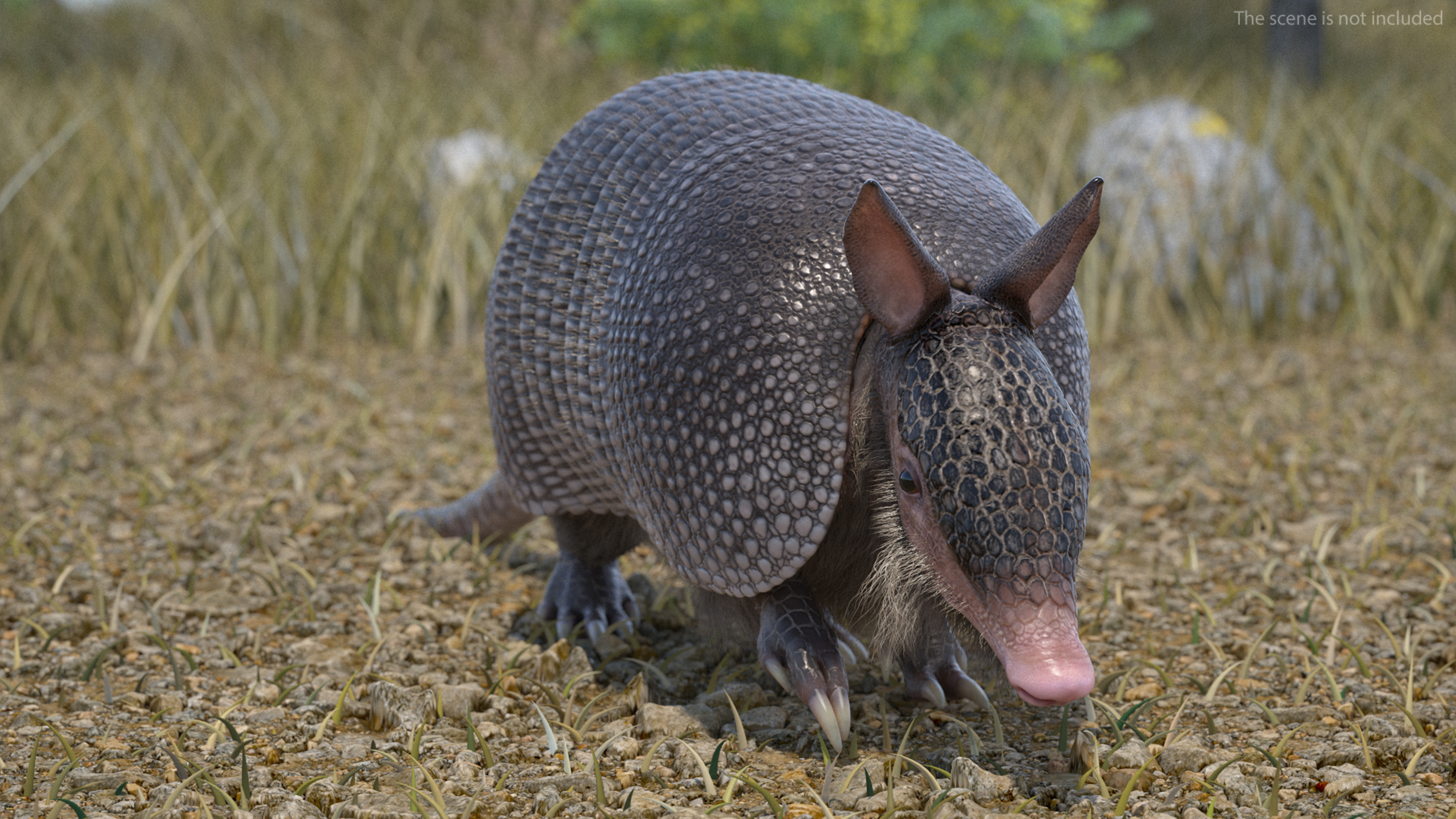 3D Armadillo Black Fur Rigged