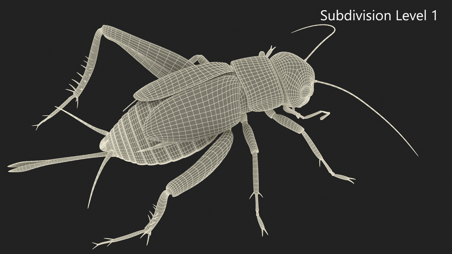 3D Gryllinae Standart Pose model