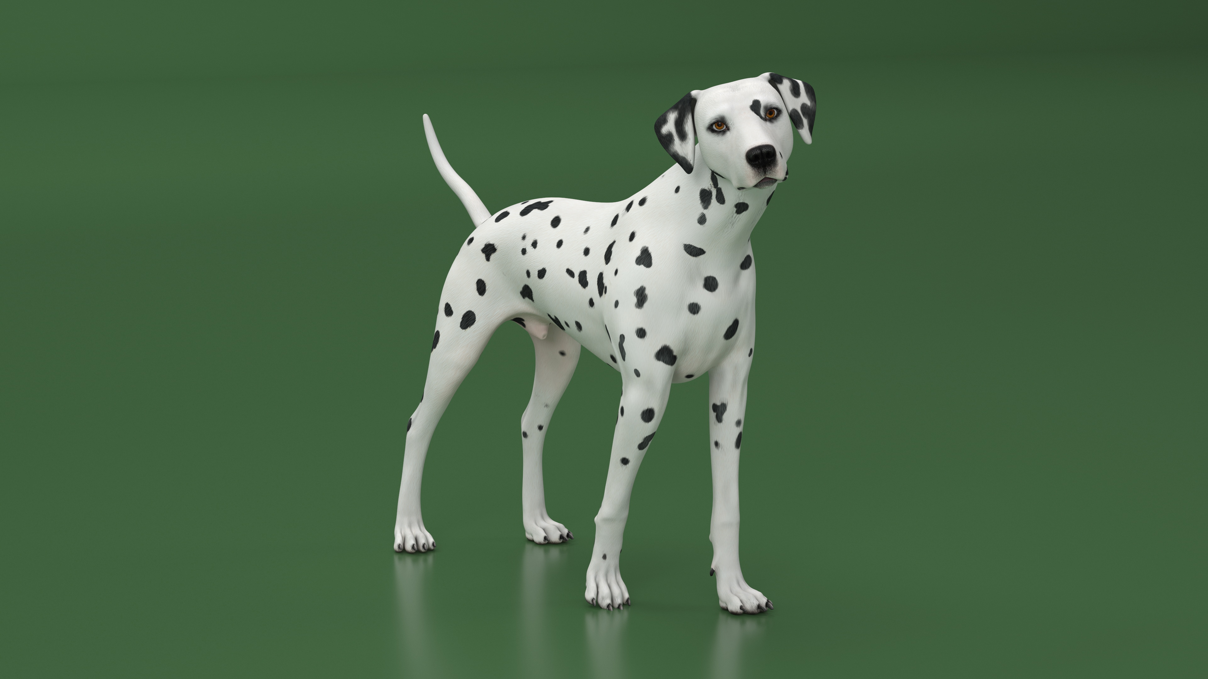 Dalmatian Dog Animated Rigged 3D model