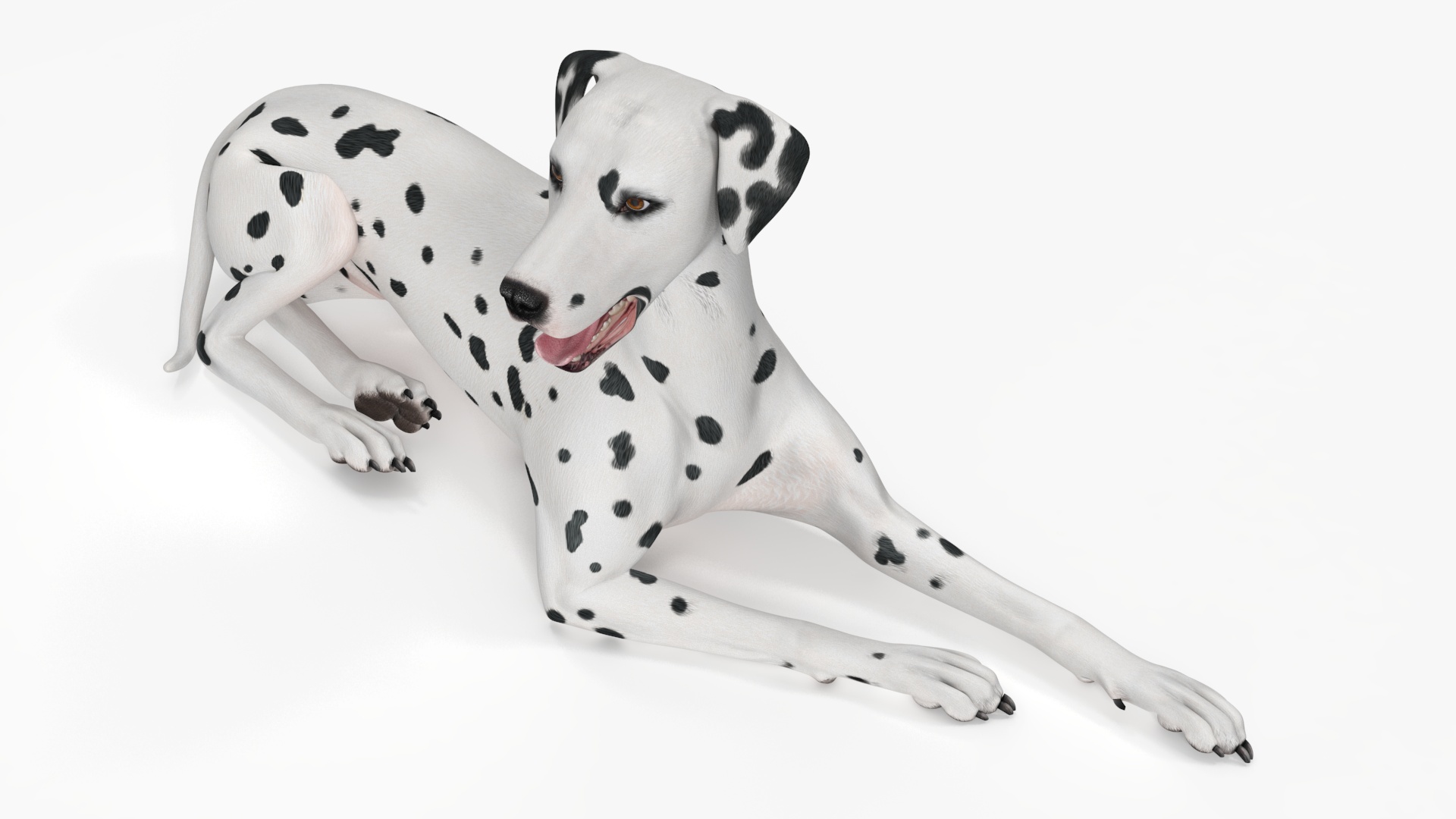 Dalmatian Dog Animated Rigged 3D model