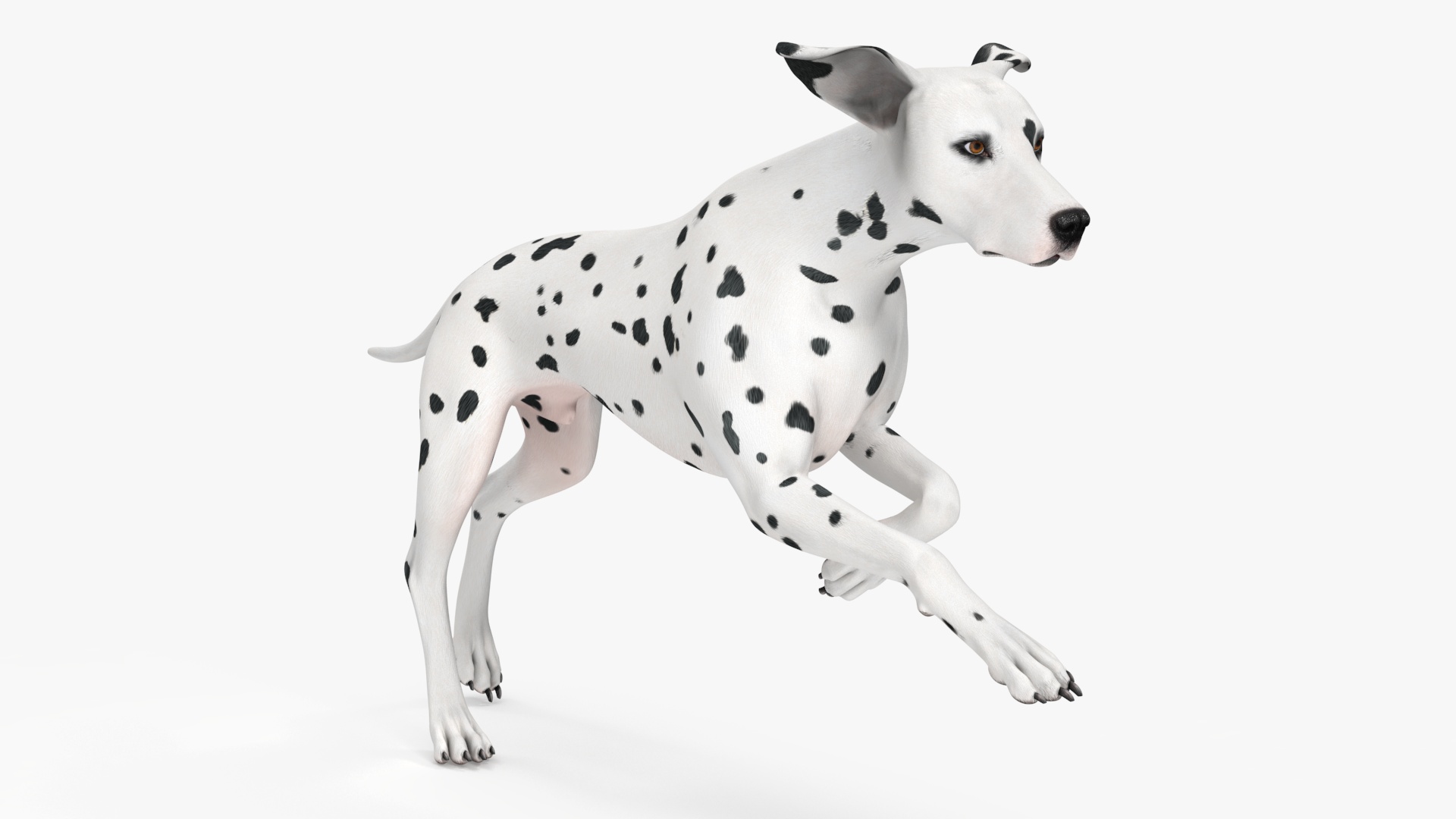 Dalmatian Dog Animated Rigged 3D model