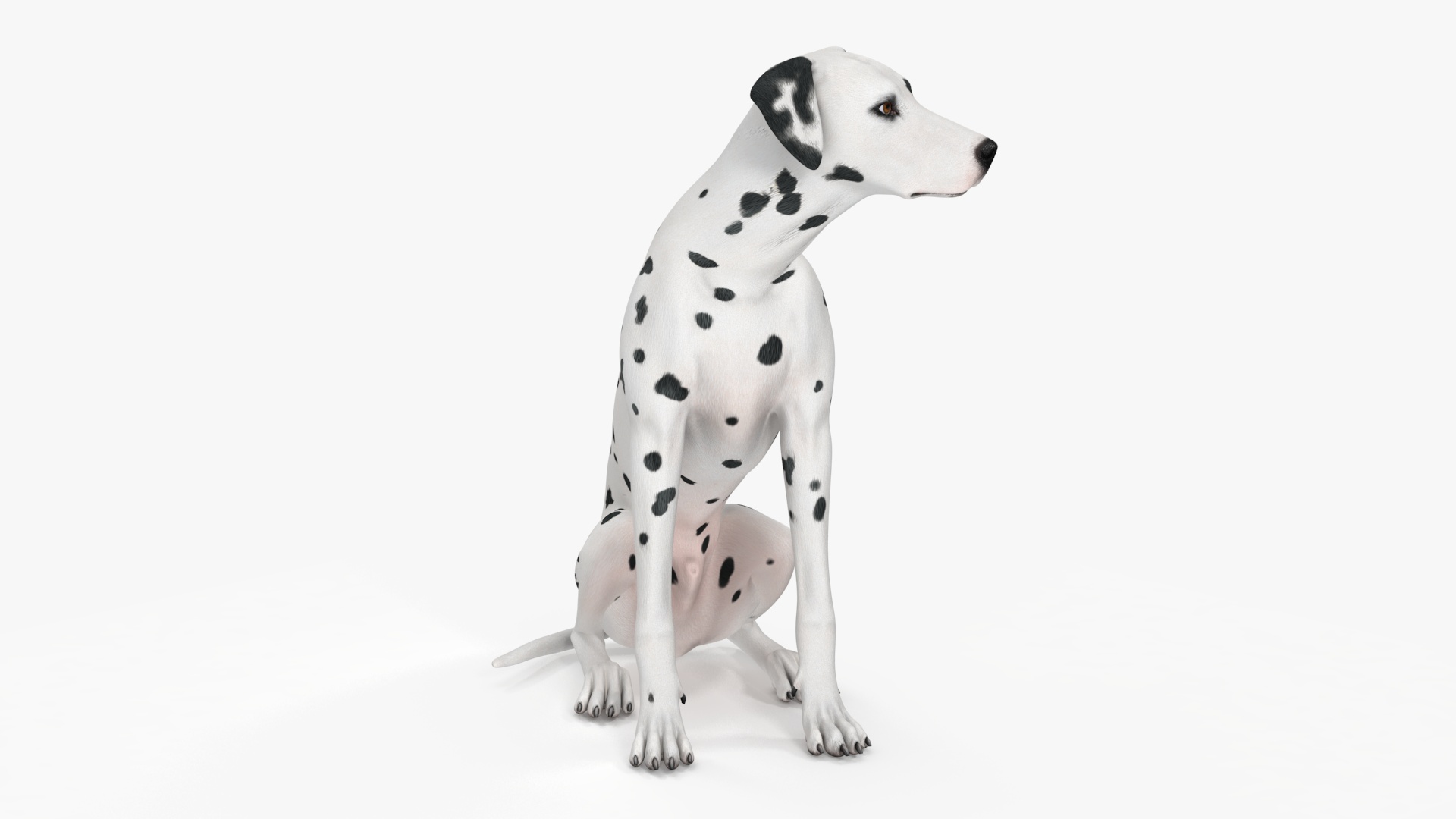 Dalmatian Dog Animated Rigged 3D model