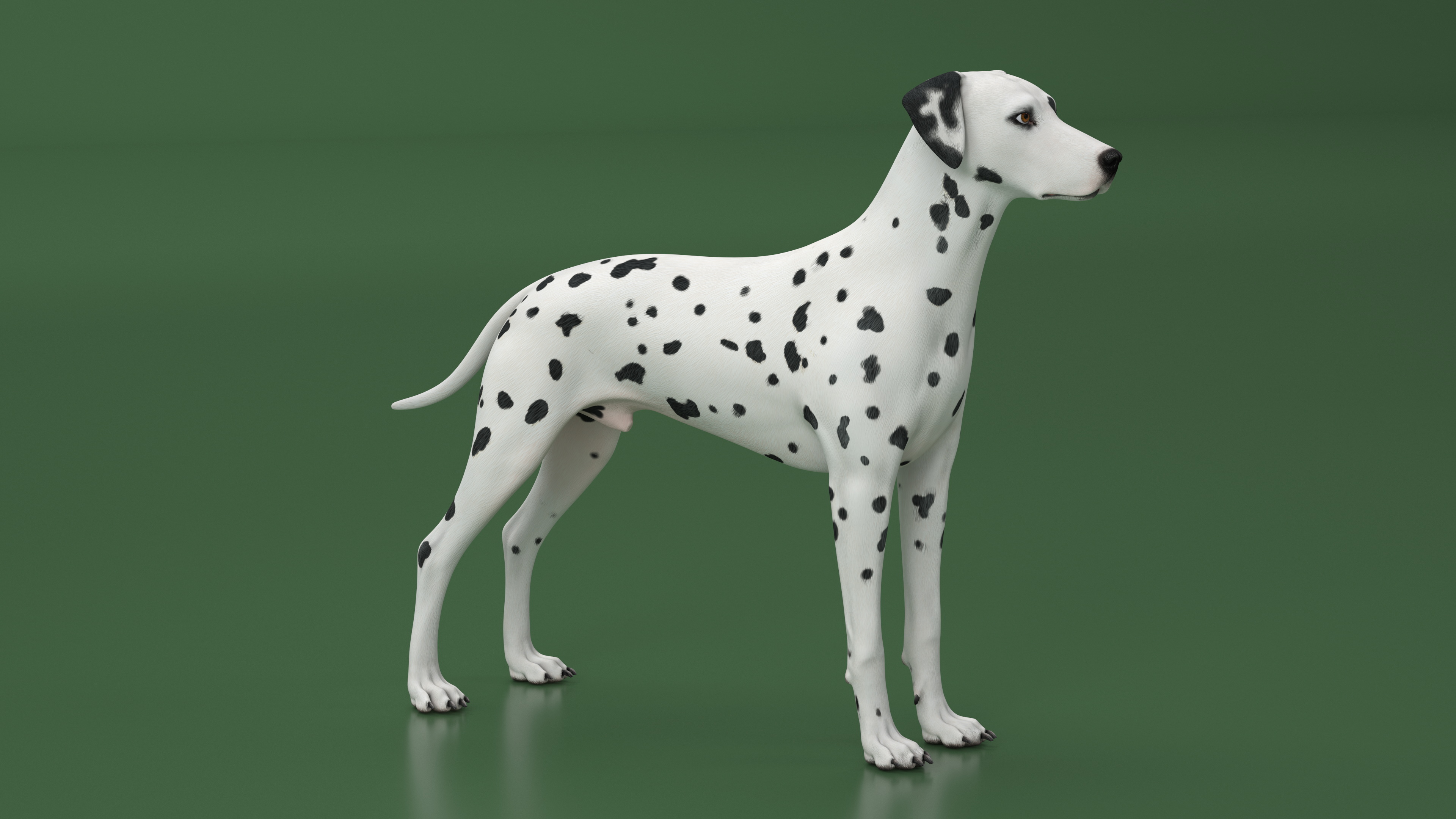 Dalmatian Dog Animated Rigged 3D model