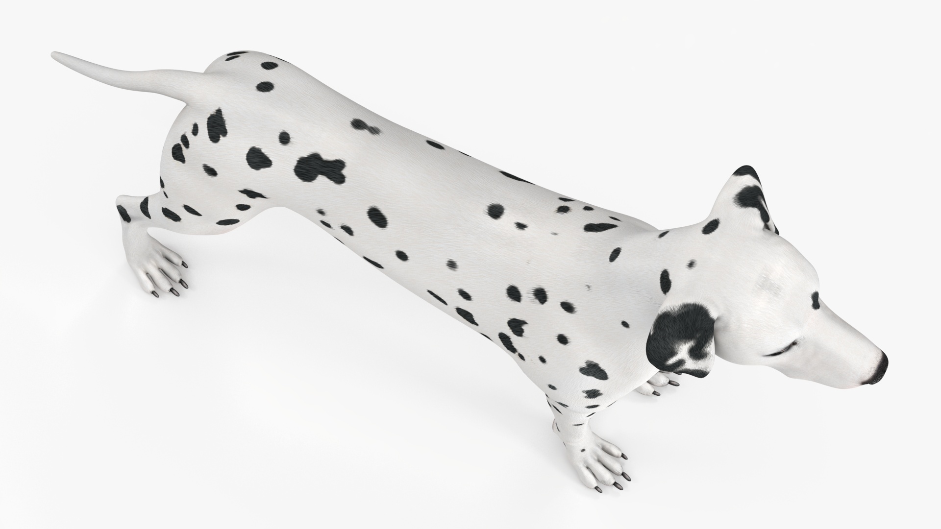 Dalmatian Dog Animated Rigged 3D model