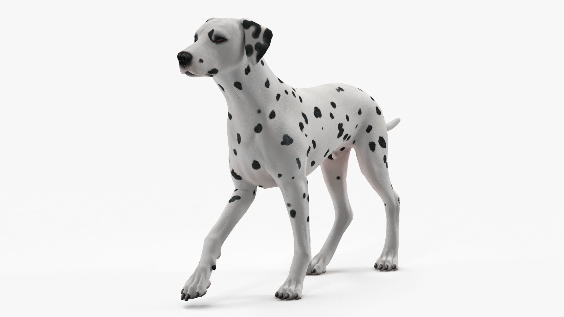 Dalmatian Dog Animated Rigged 3D model