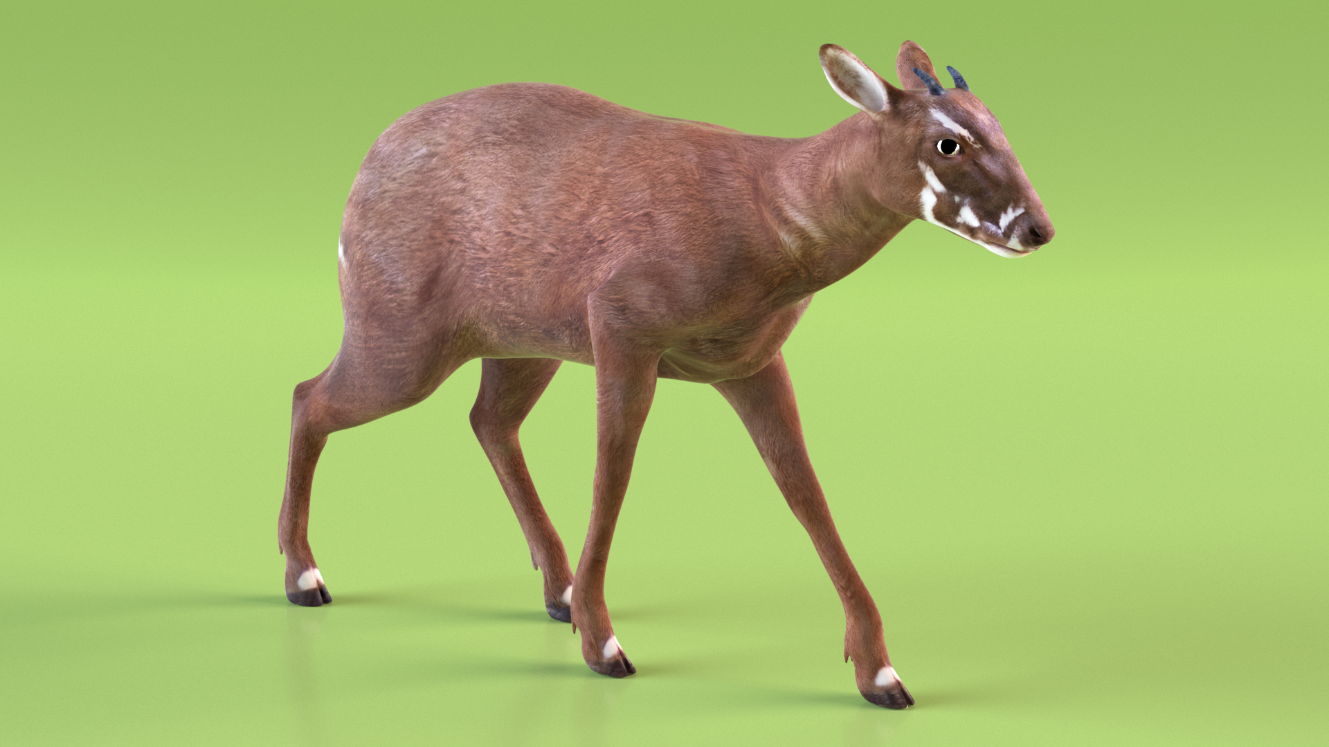 3D Saola Rigged for Maya