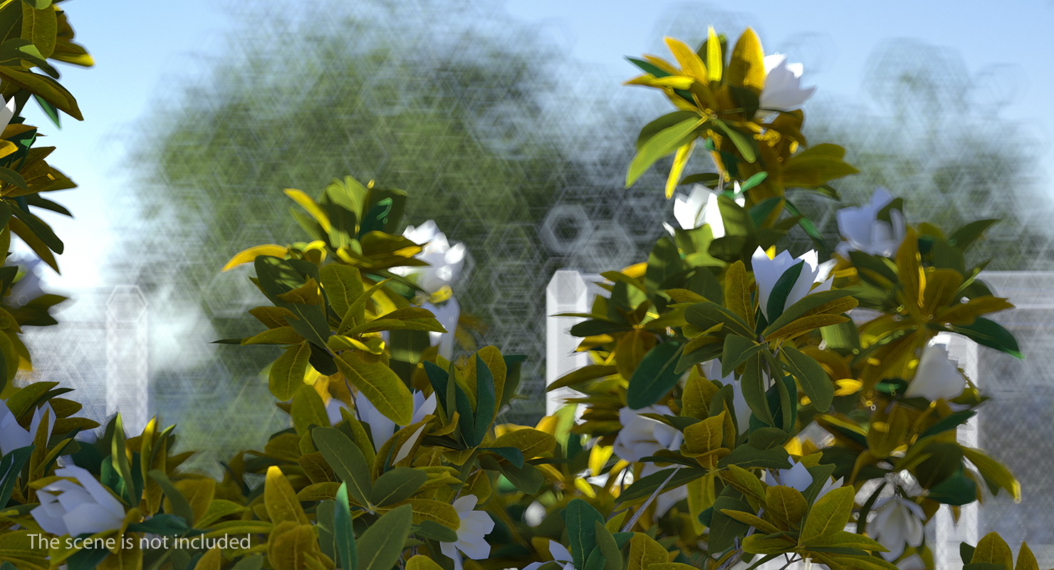 Southern Magnolia Tree 3D