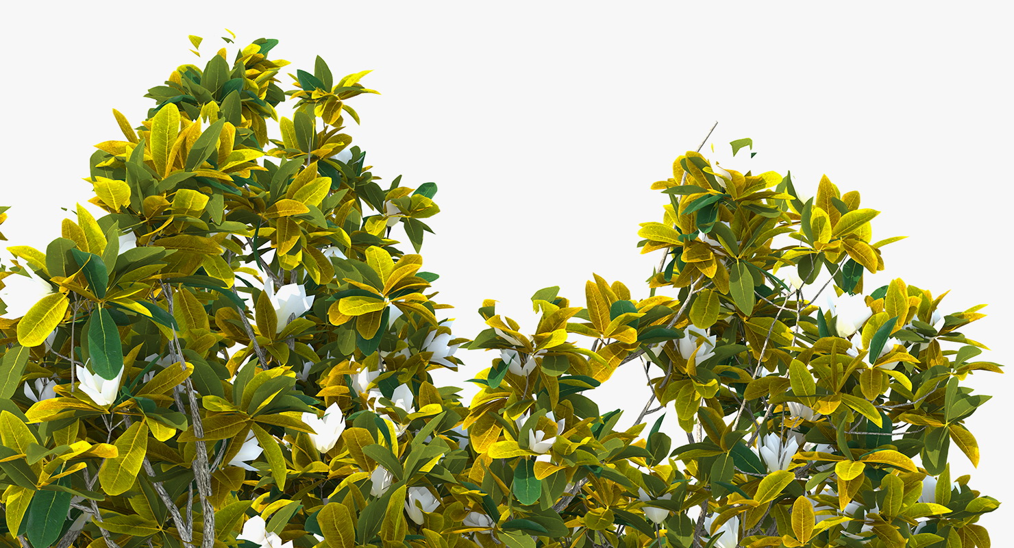 Southern Magnolia Tree 3D