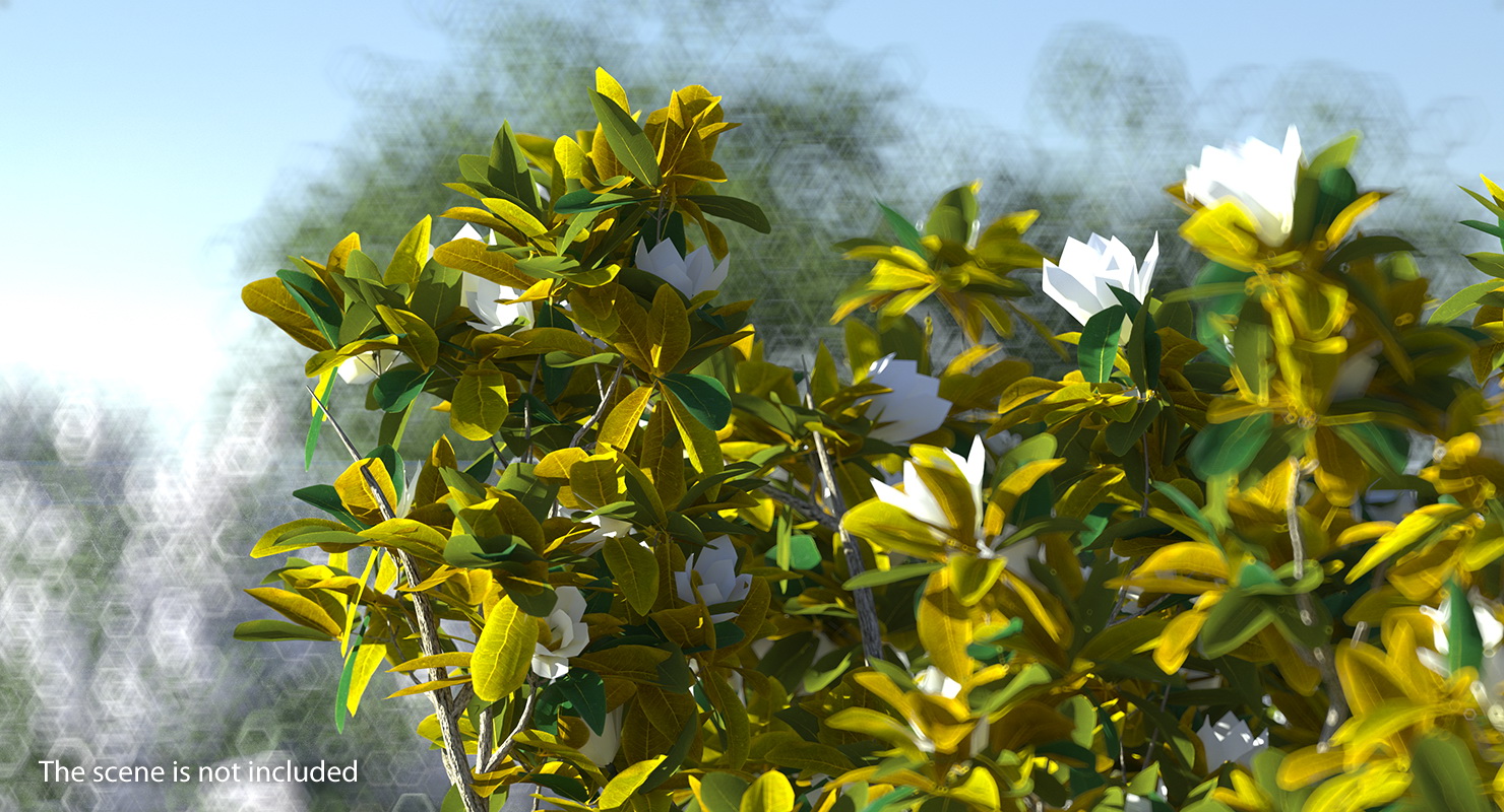 Southern Magnolia Tree 3D