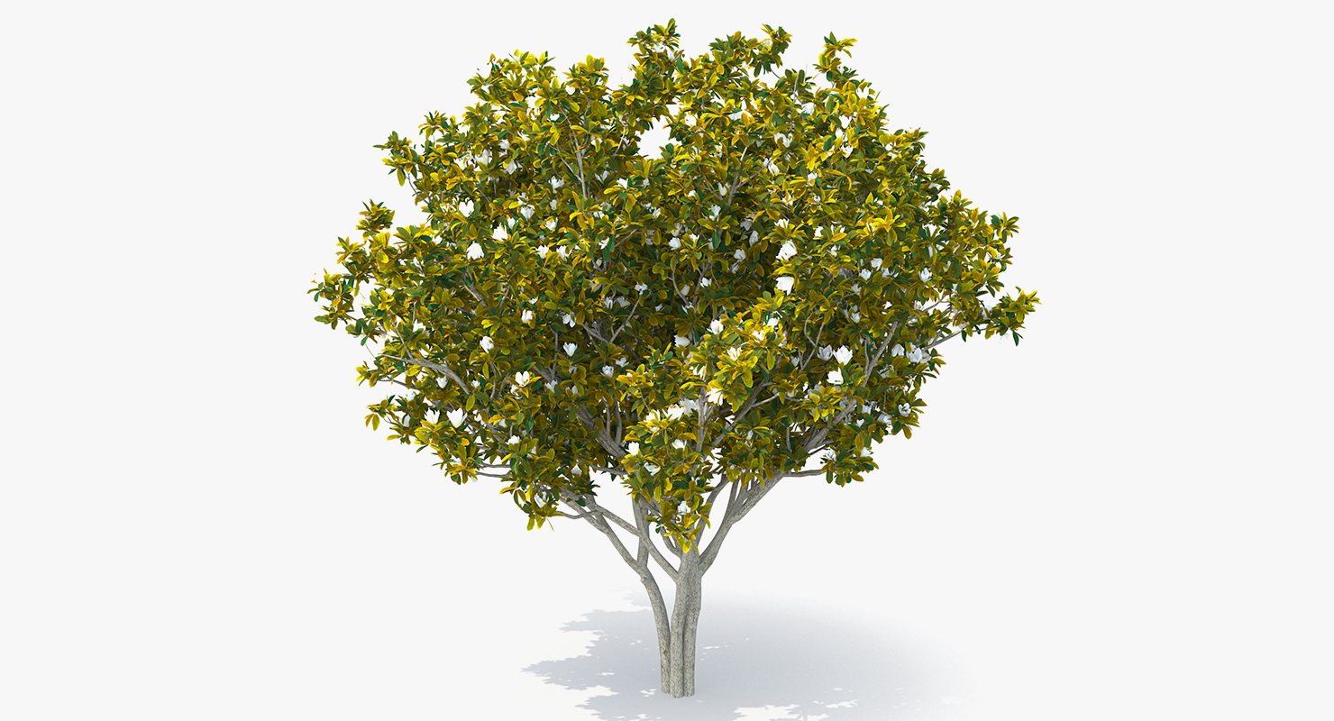 Southern Magnolia Tree 3D