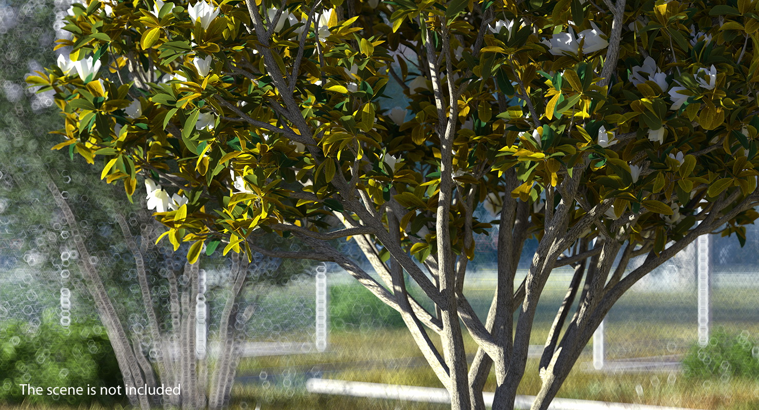 Southern Magnolia Tree 3D