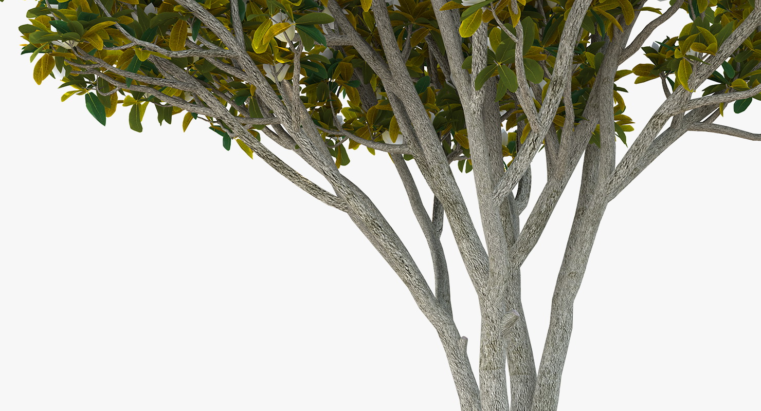 Southern Magnolia Tree 3D