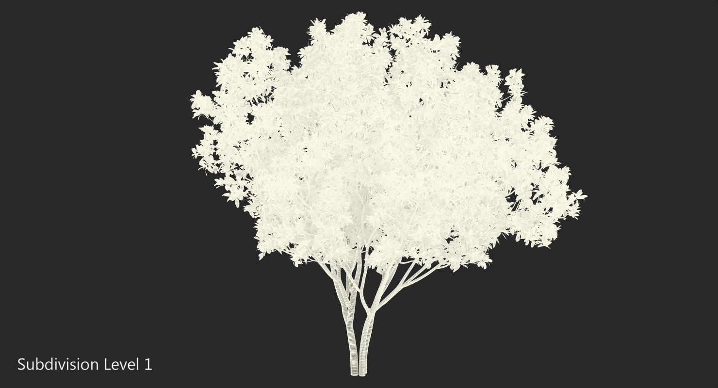 Southern Magnolia Tree 3D