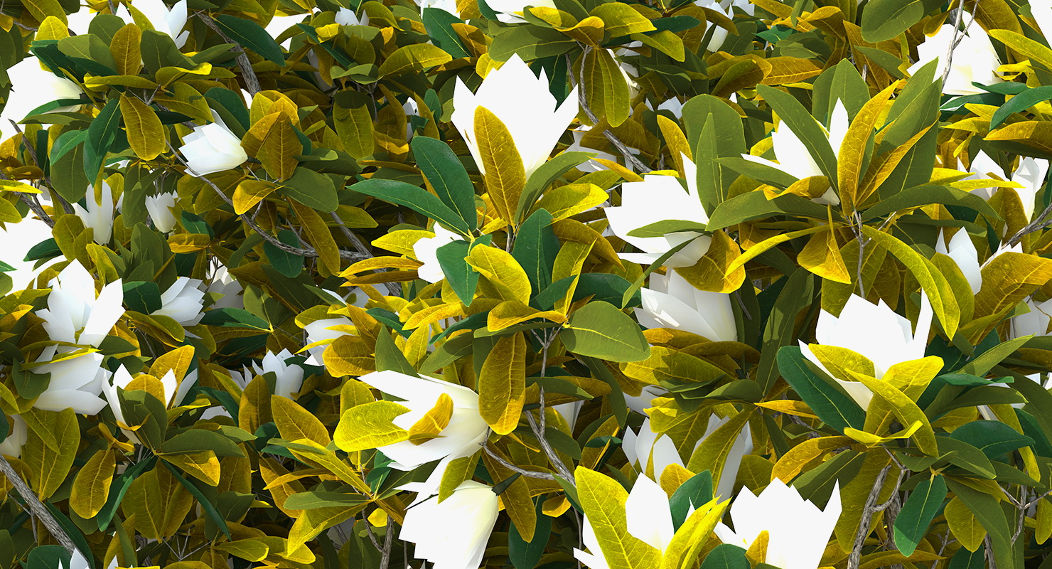 Southern Magnolia Tree 3D