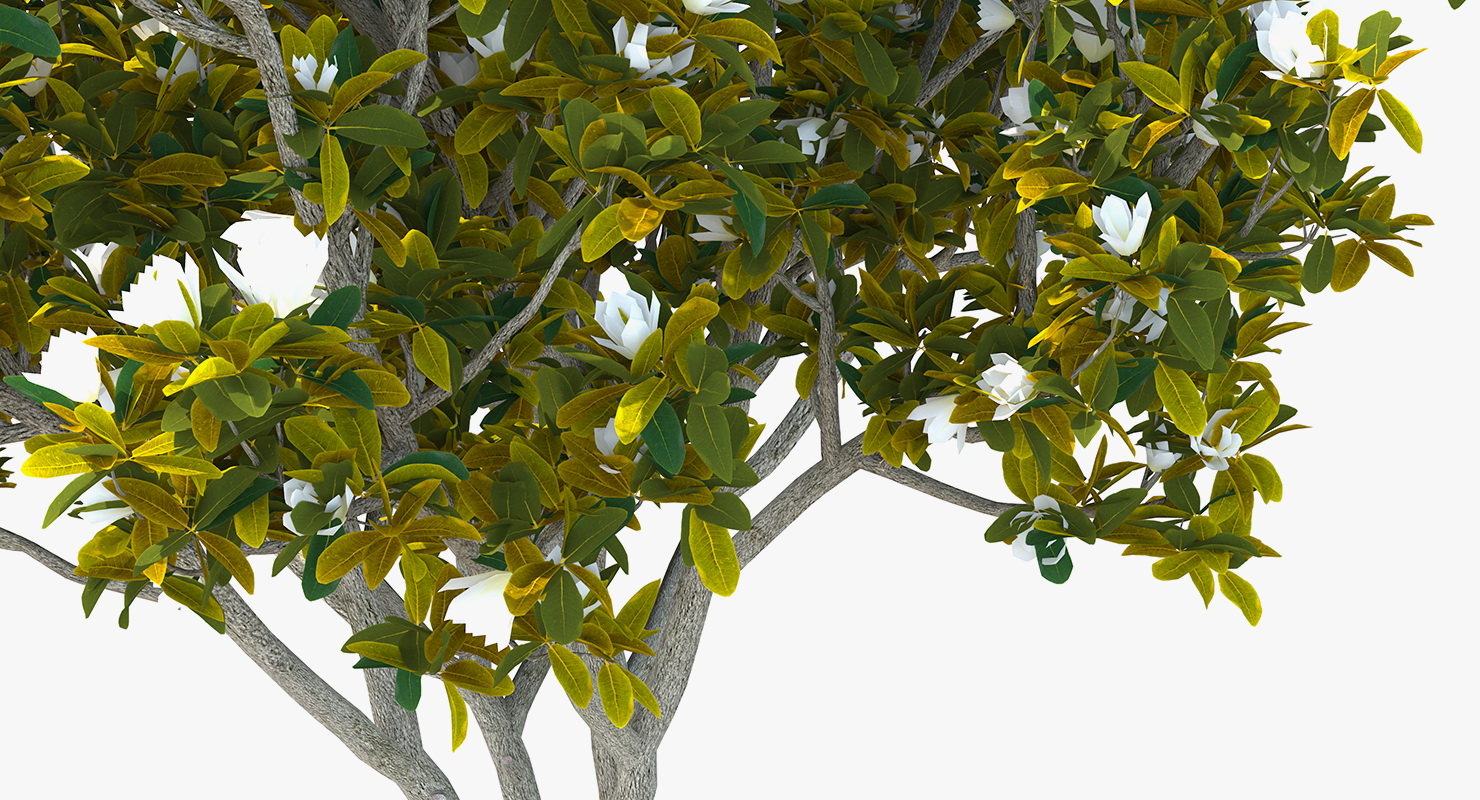 Southern Magnolia Tree 3D