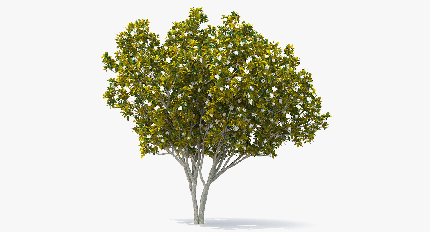 Southern Magnolia Tree 3D