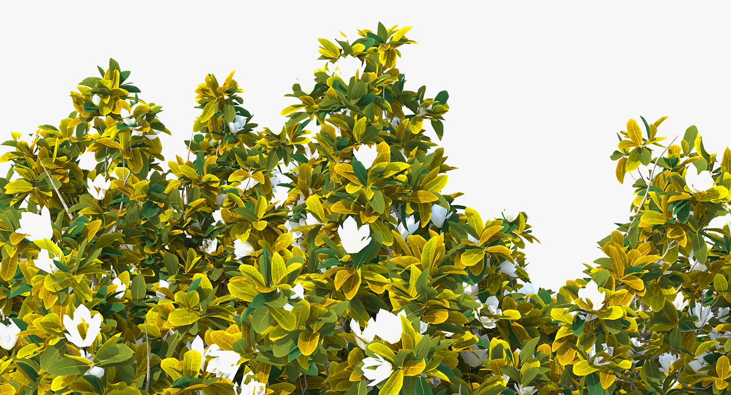 Southern Magnolia Tree 3D