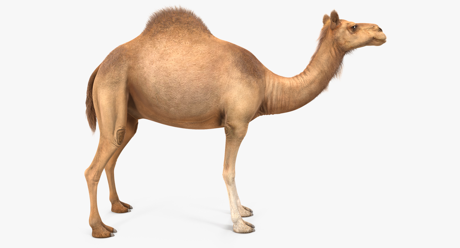 Camel with Fur 3D model