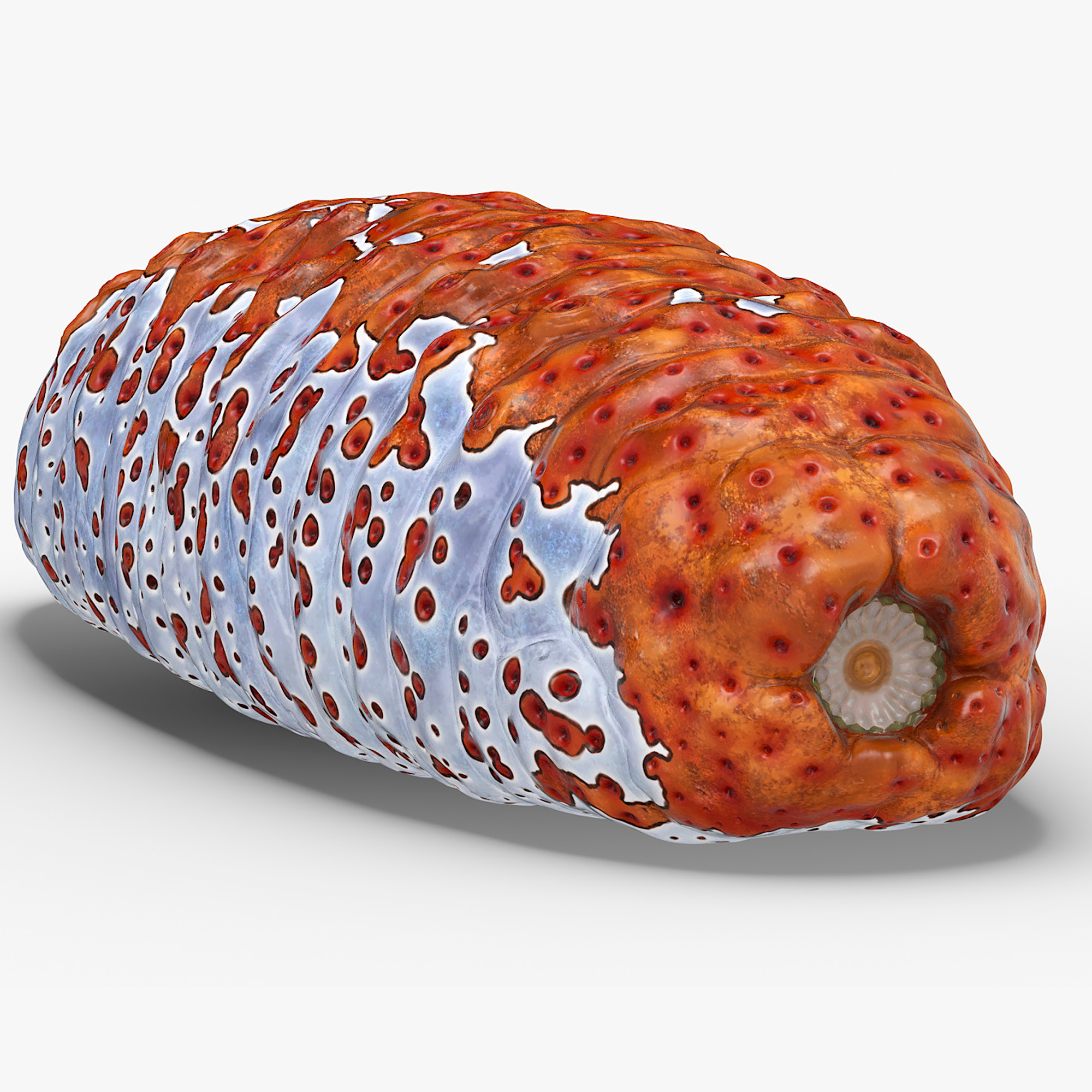 Sea Cucumber Red Rigged for Maya 3D