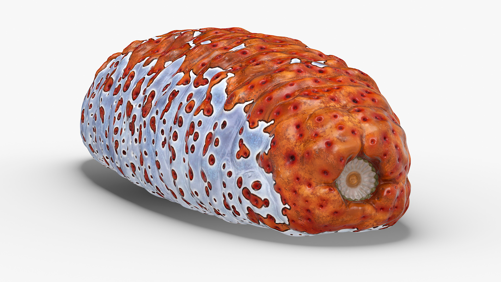 Sea Cucumber Red Rigged for Maya 3D