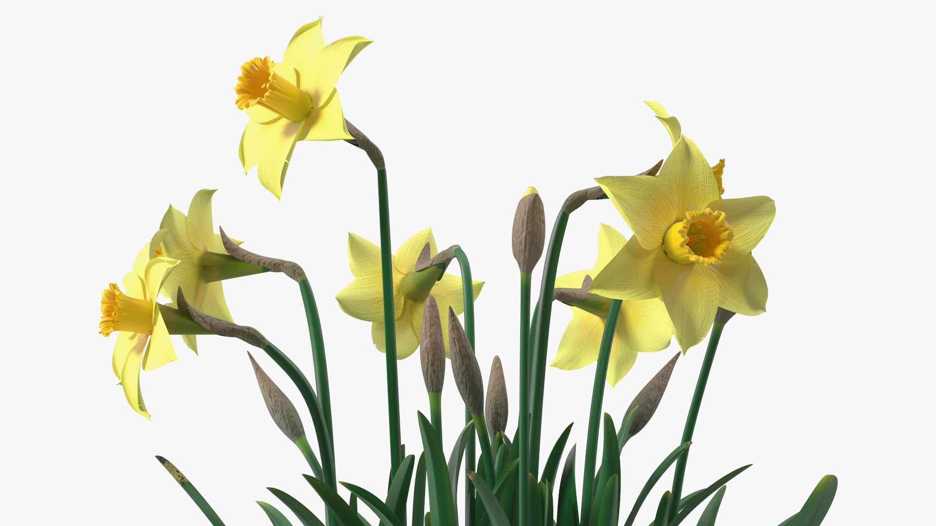 Daffodils Growing 3D