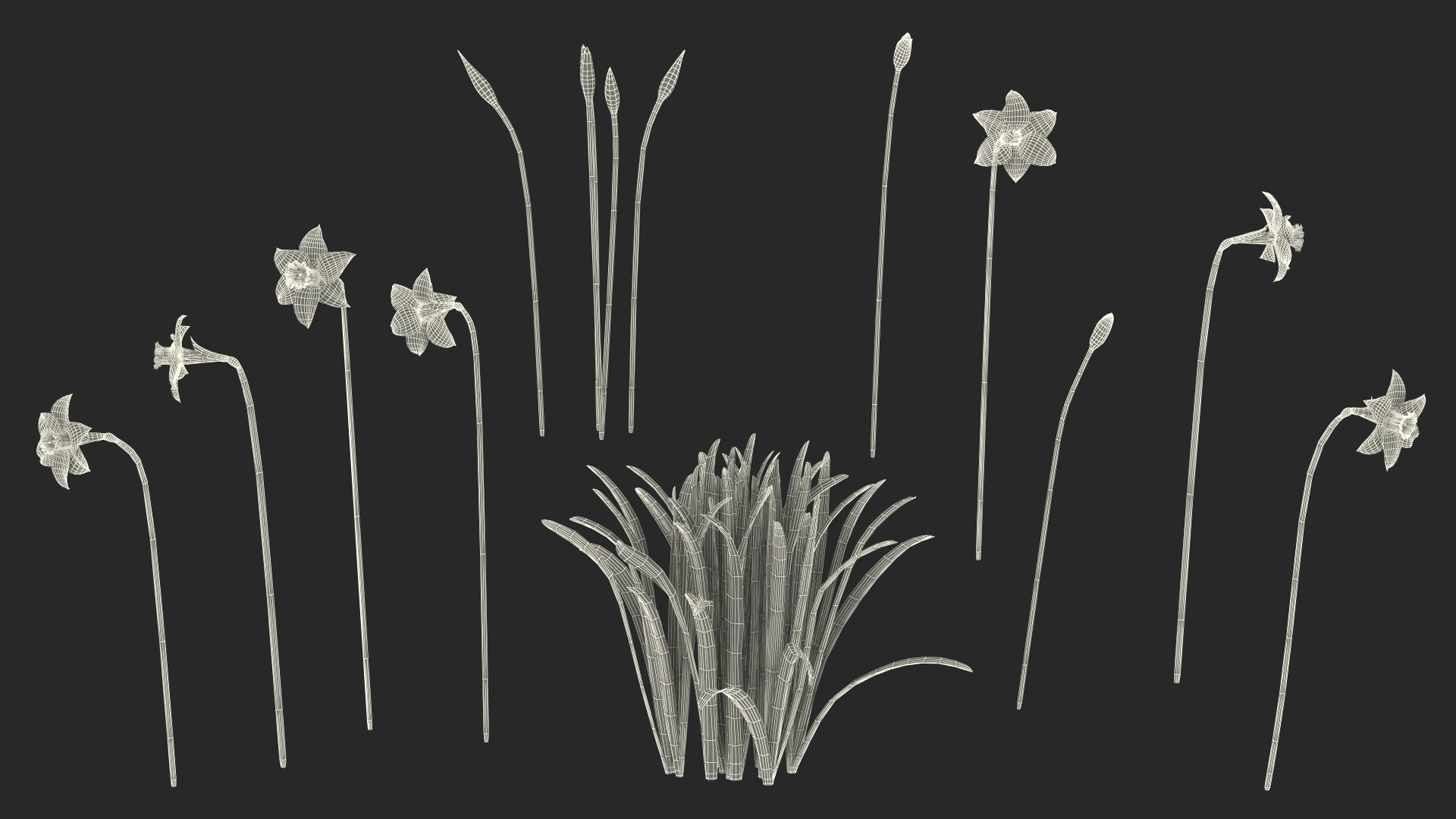 Daffodils Growing 3D