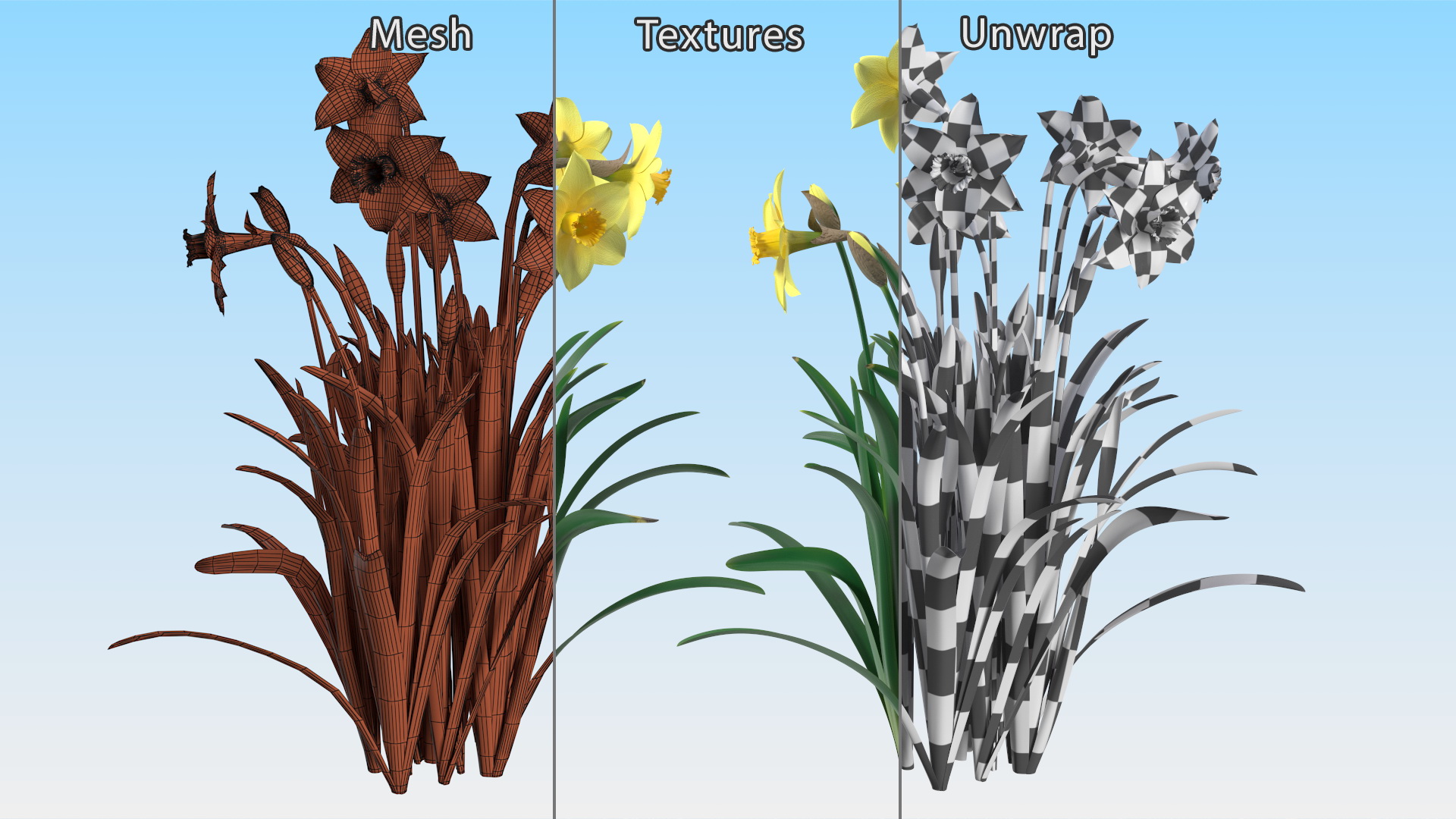 Daffodils Growing 3D