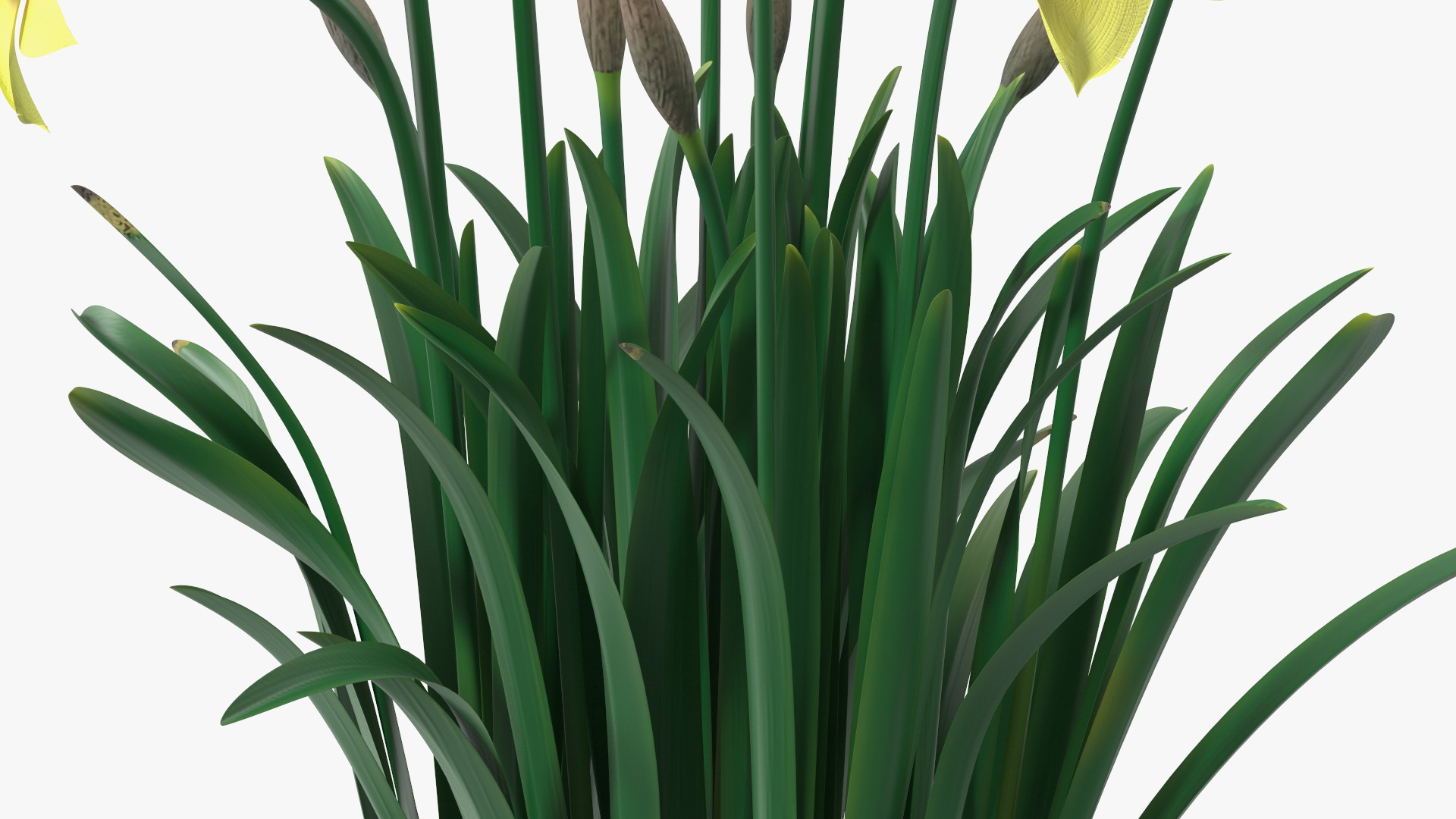 Daffodils Growing 3D