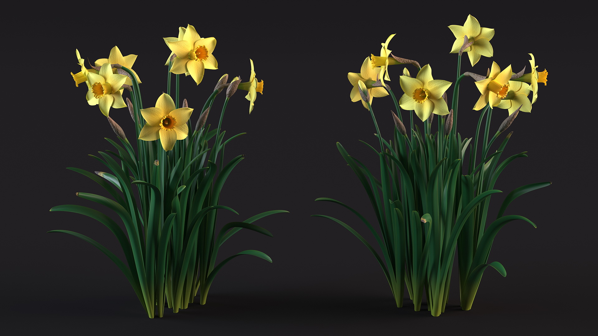 Daffodils Growing 3D