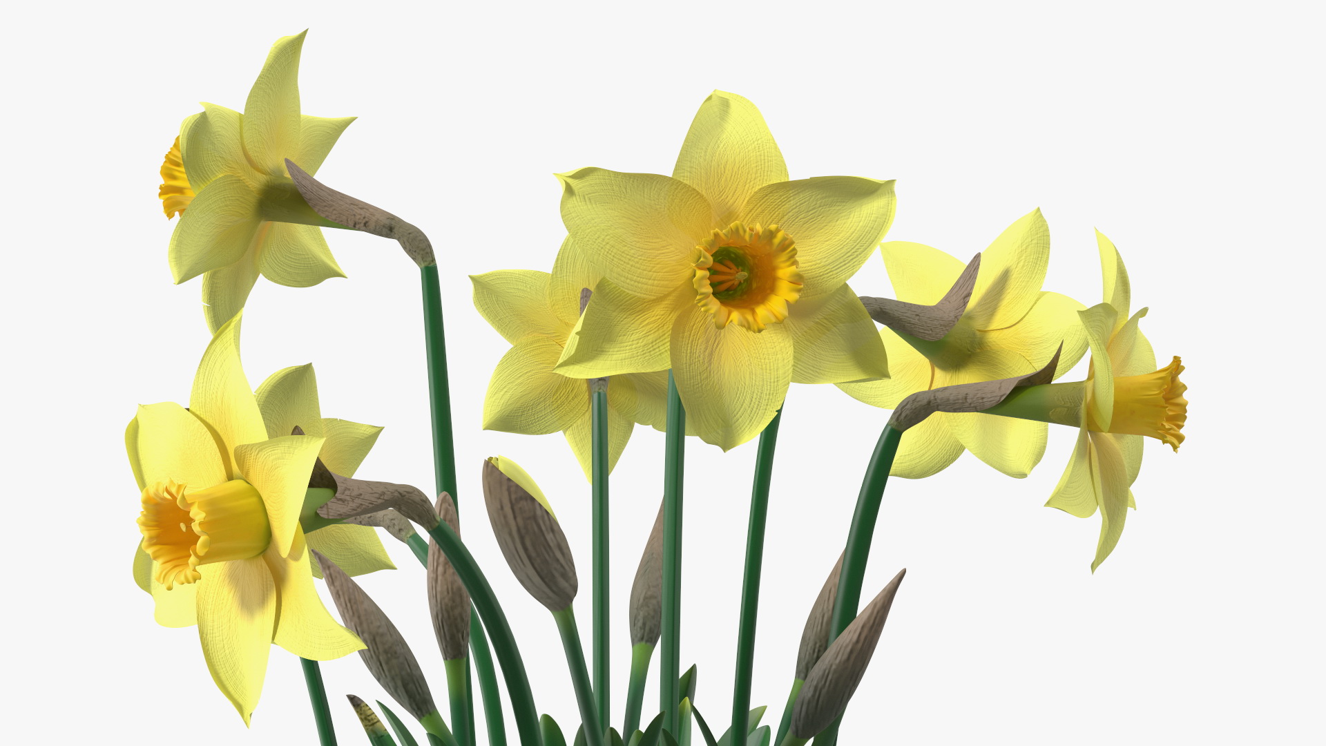 Daffodils Growing 3D